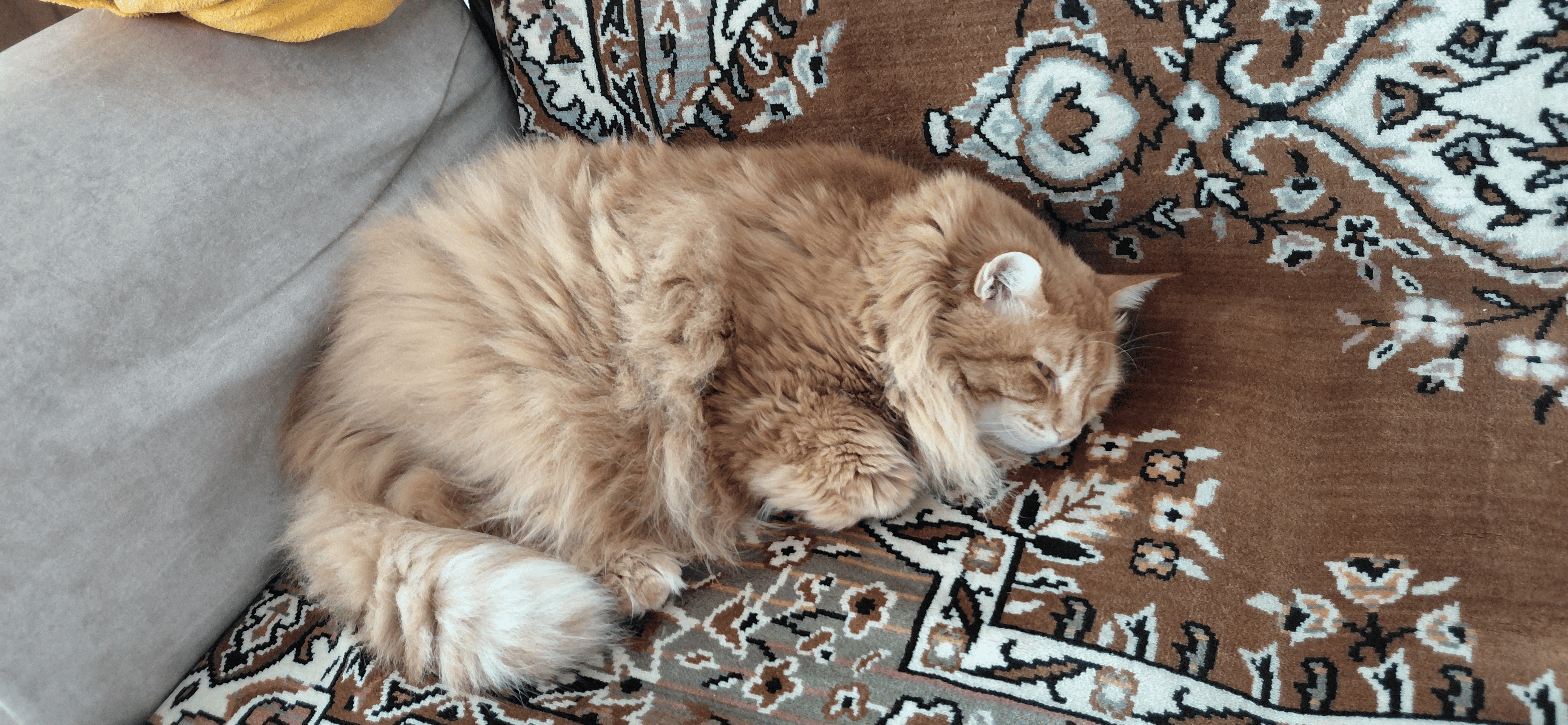 Фото питомца: кошка Маечка спит и смотрит новости