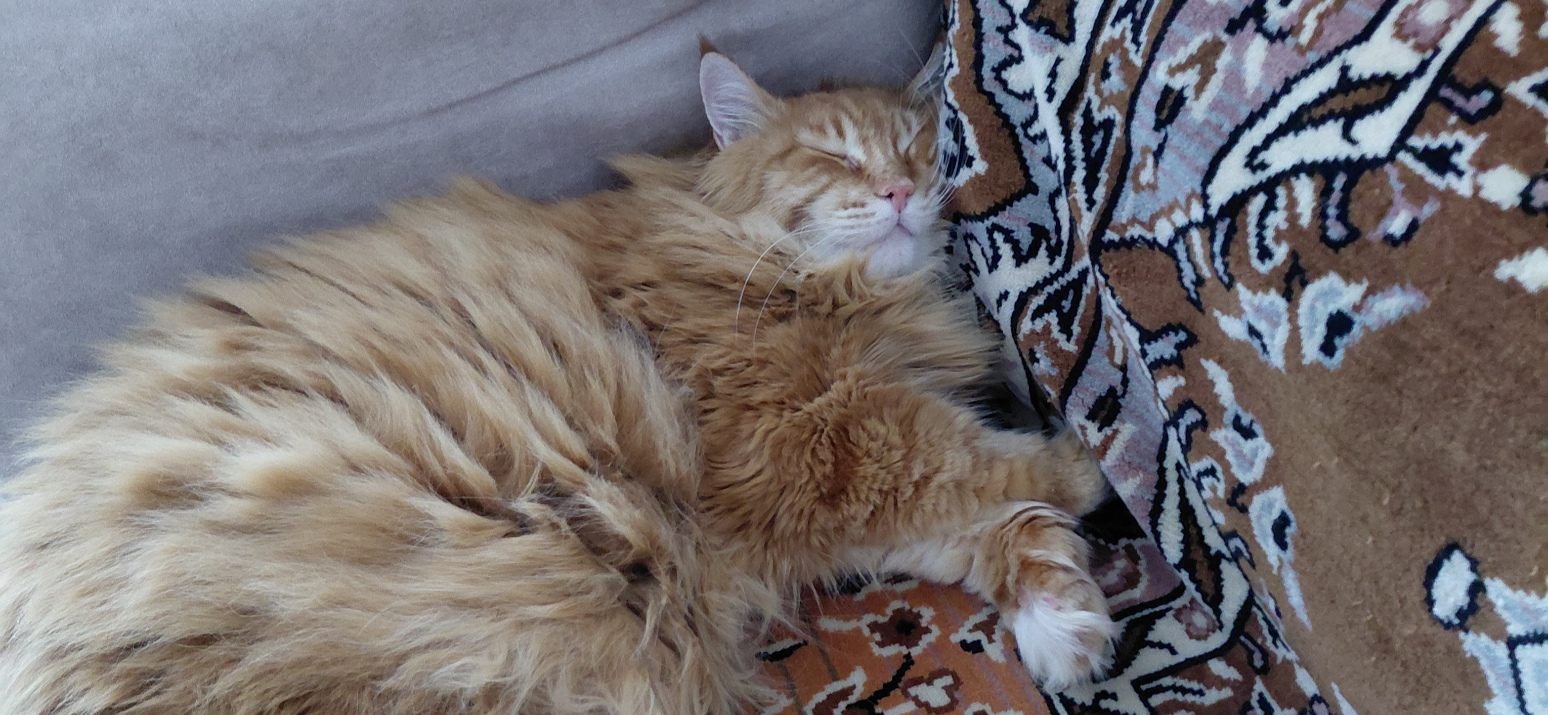 Фото питомца: кошка Маечка спит на диване после игр в трубе