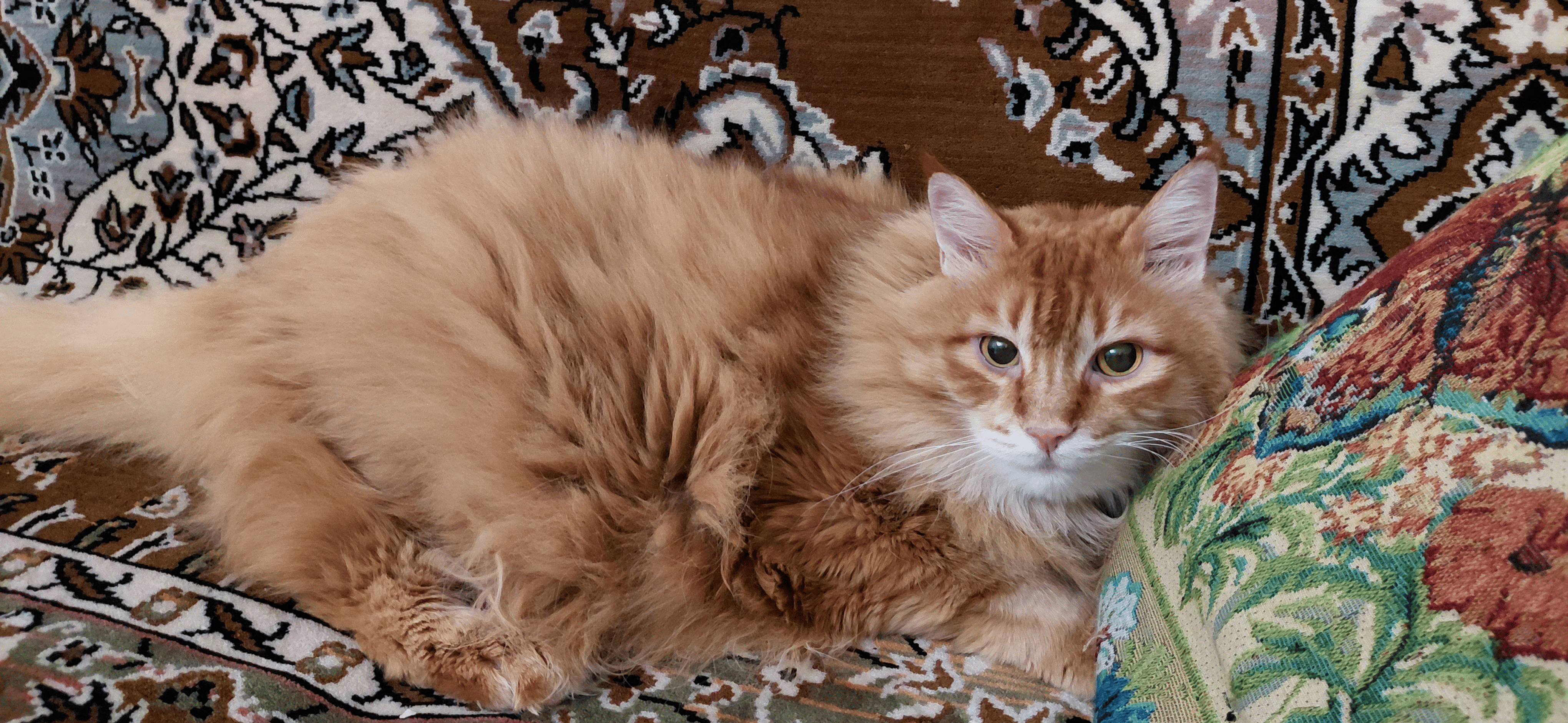 Фото питомца: кошка Маечка спит на подушке хозяйки