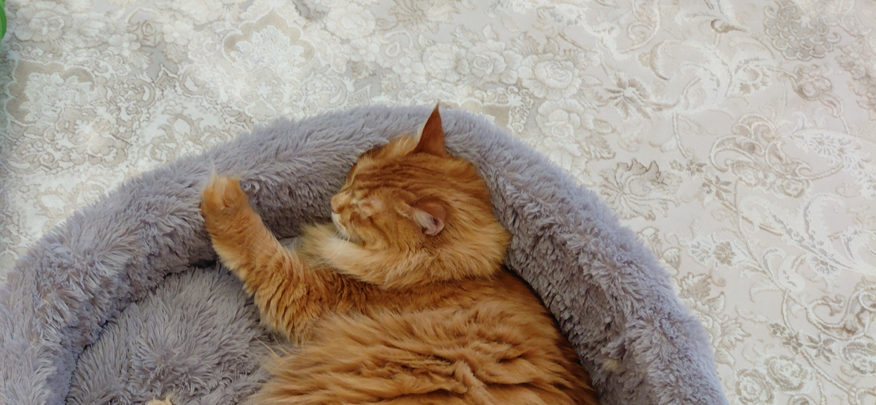 Фото питомца: кошка Маечка спит в круглой лежанке