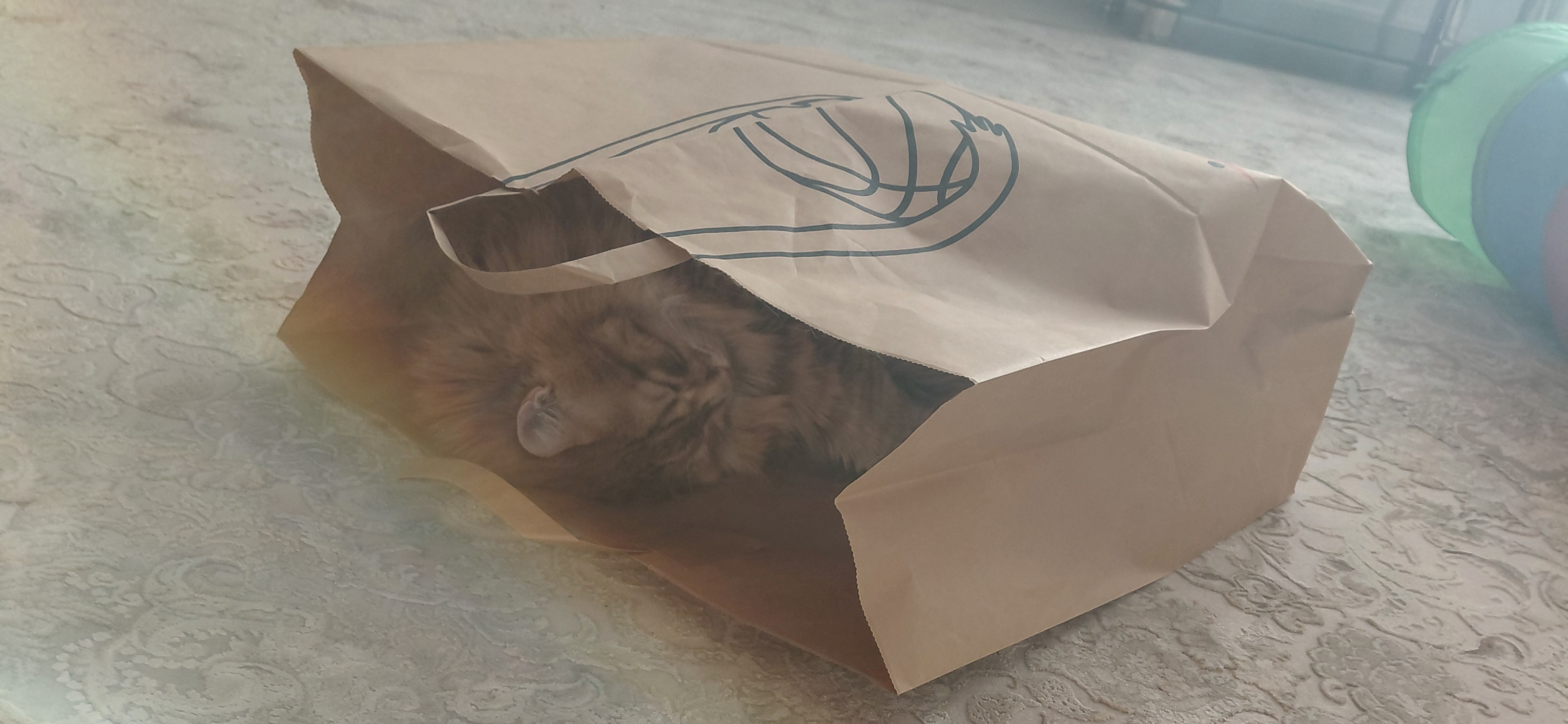 Фото питомца: кошка Маечка спит в пакете