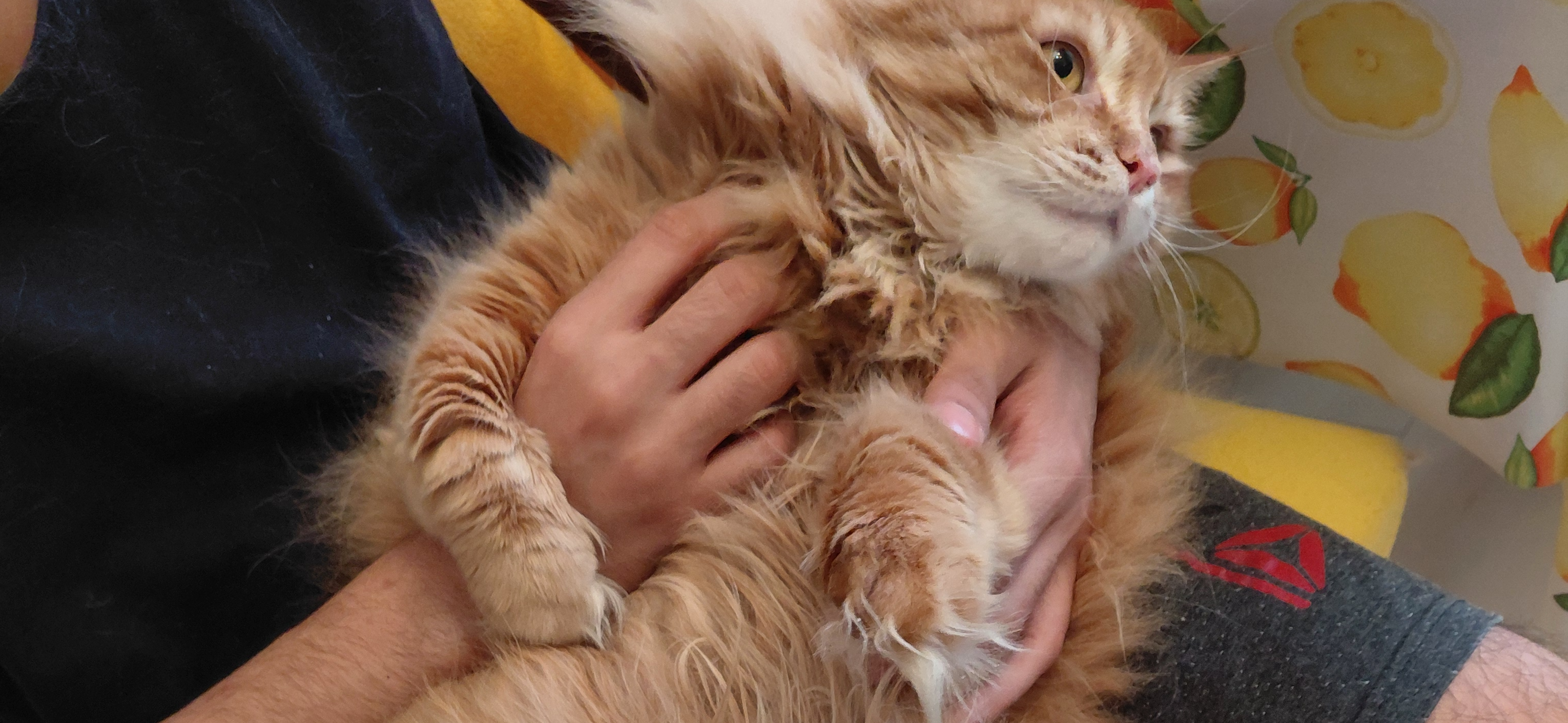 Фото питомца: кошка Маечка спит в туалете и показывает пузо