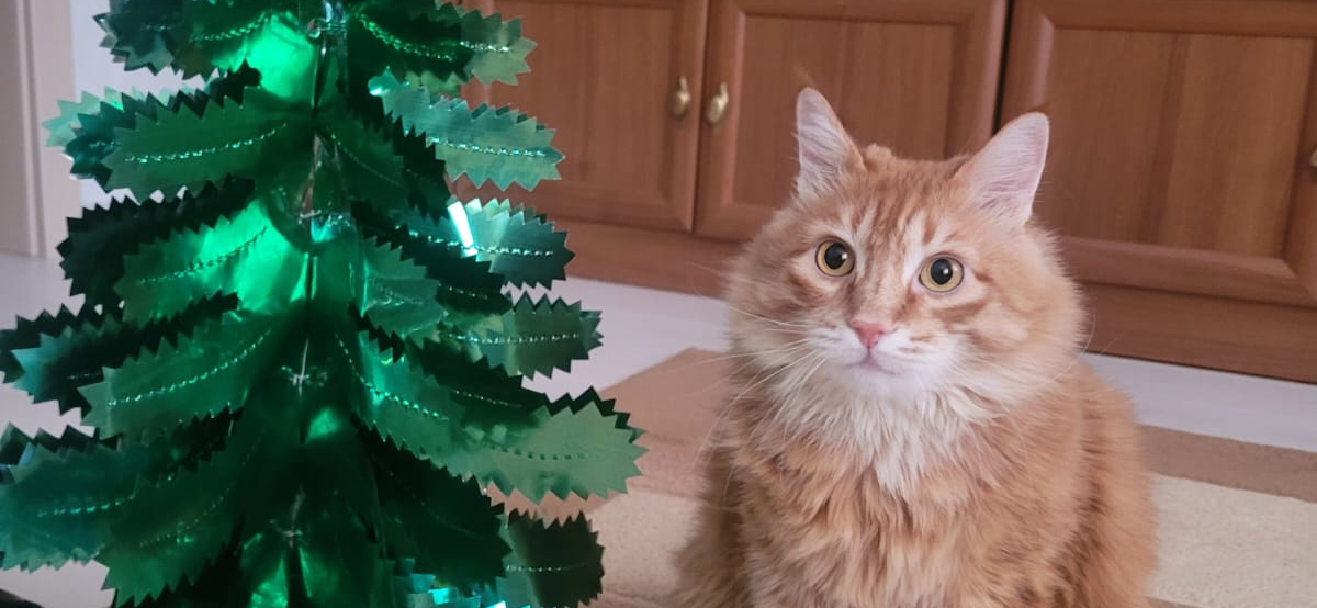 Фото питомца: кошка Маечка в ожидании Нового года