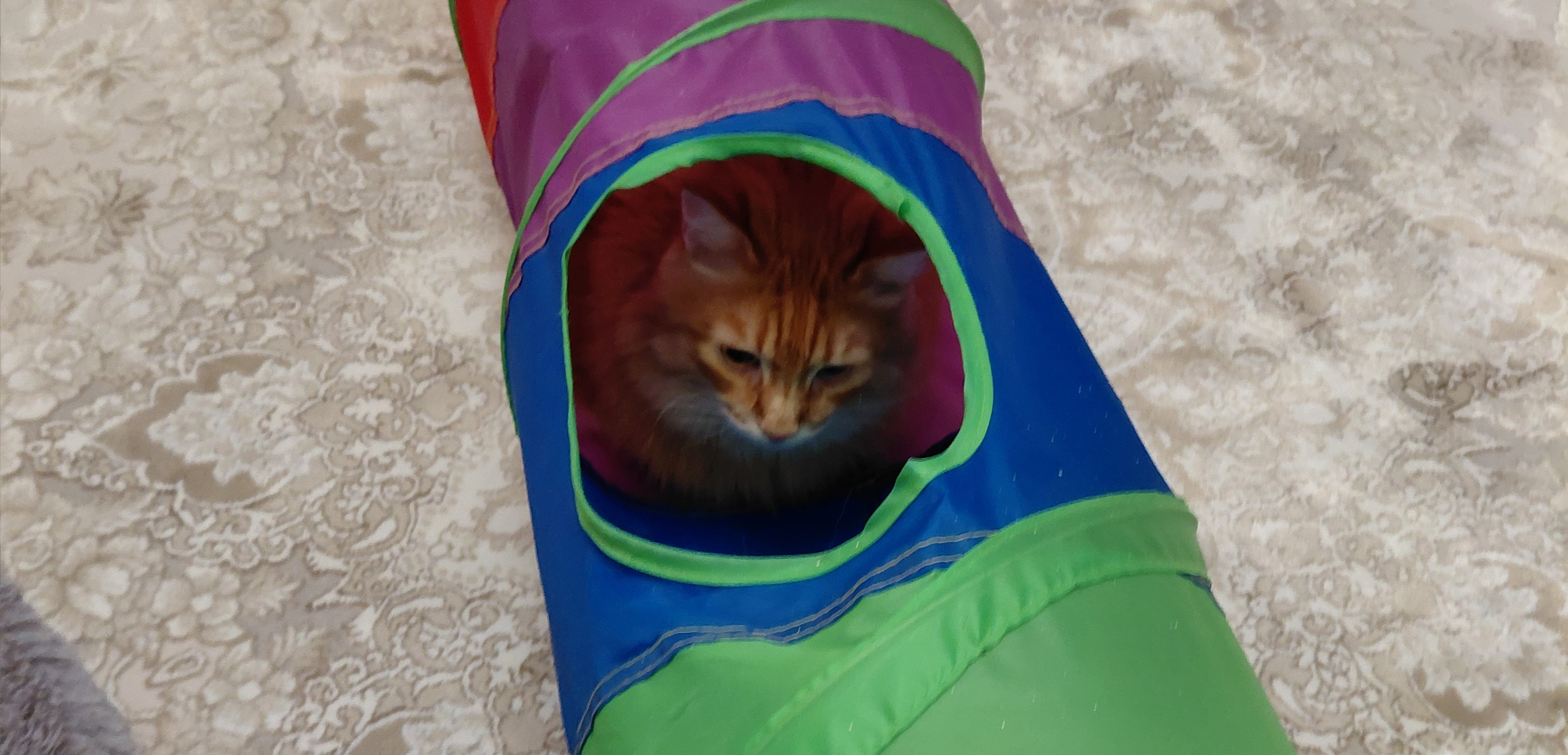 Фото питомца: кошка Маечка засыпает в трубе