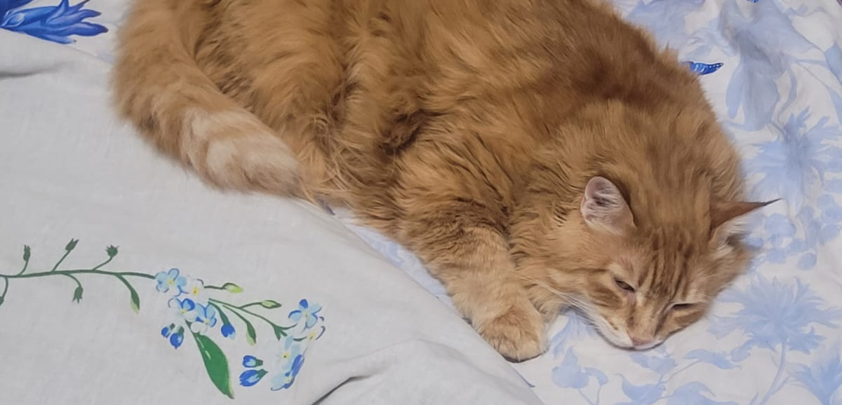 Фото питомца: кошка Мая наслаждается жизнью