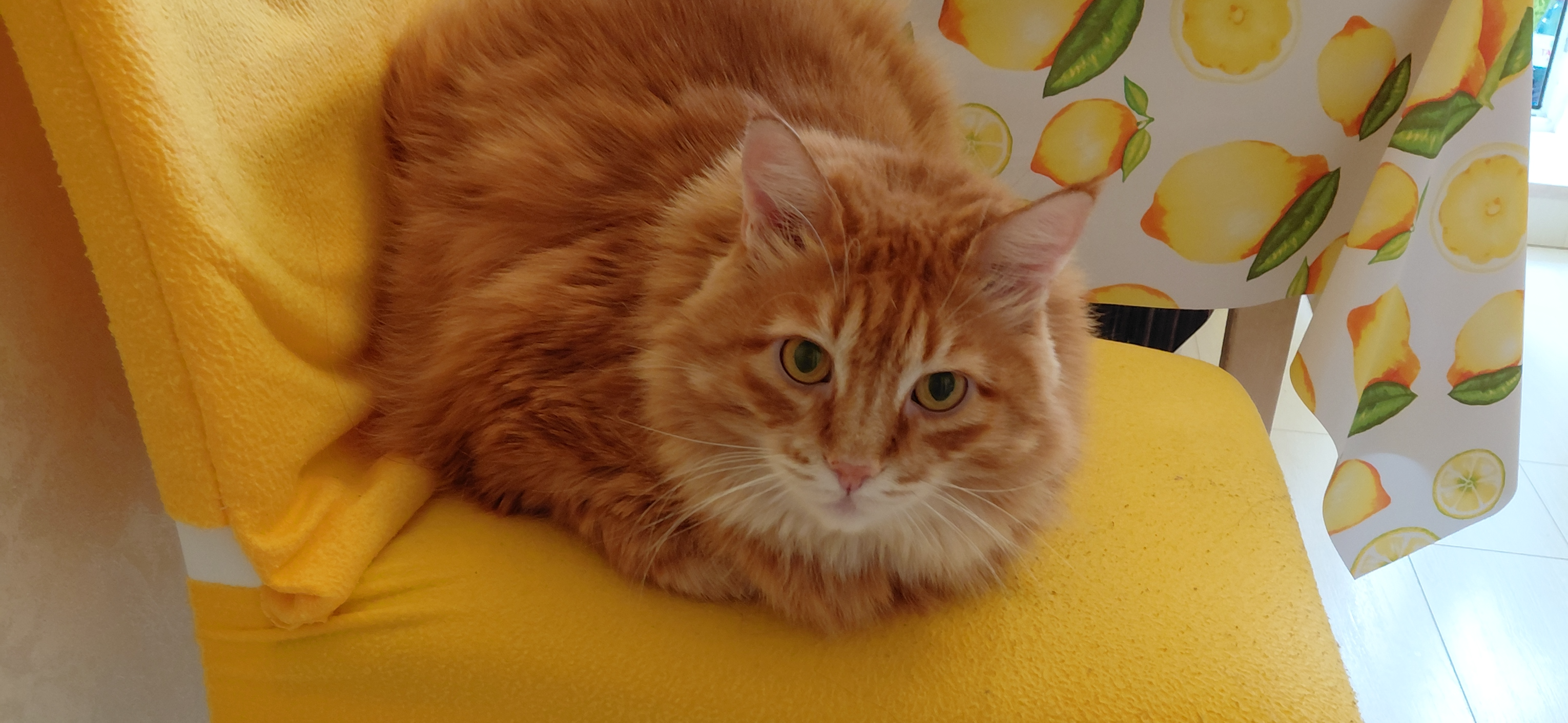 Фото питомца: кошка Мая сидит на кухне