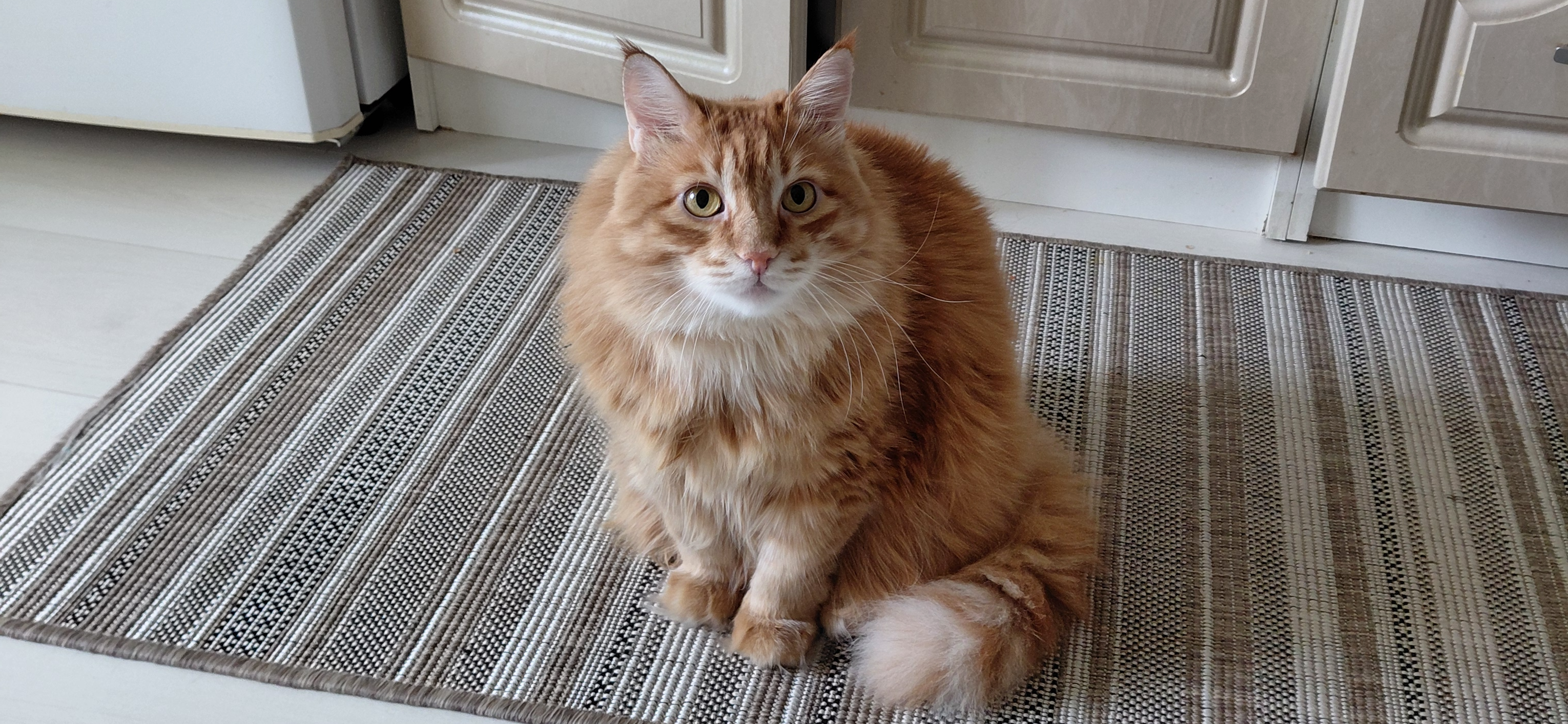 Фото питомца: кошка Мая ждет, когда ее накормят