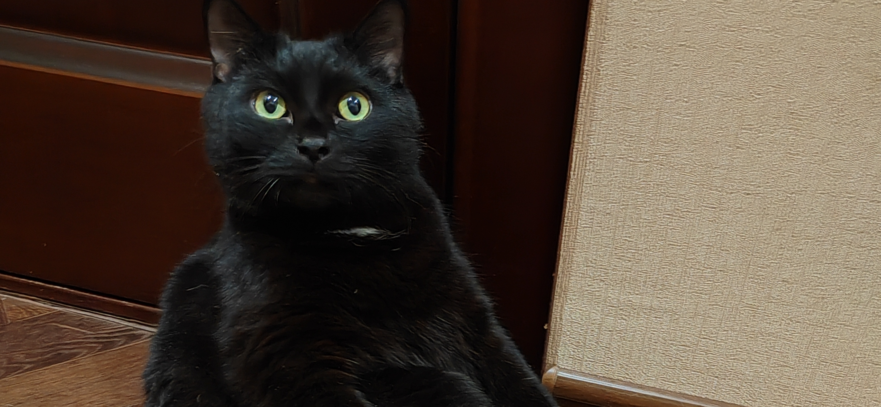 Фото питомца: кот Майкуся сидит на полу