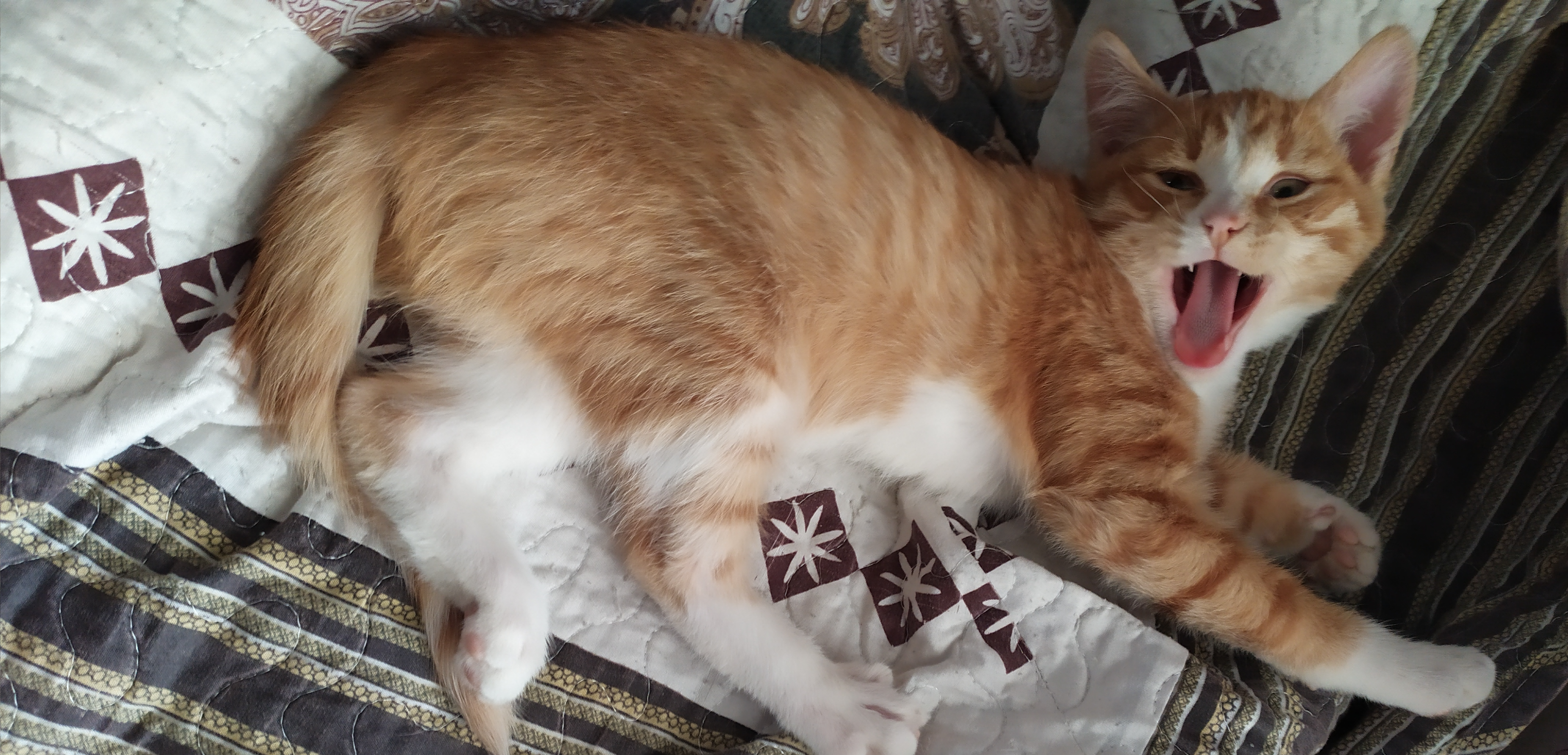 Фото питомца: кот Махно изображает алтайского тигра