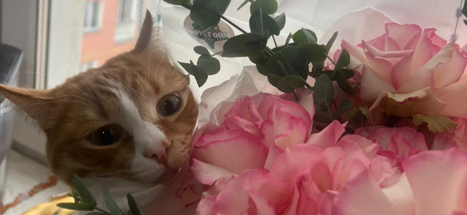 Фото питомца: кот Махно проверяет свежесть букета
