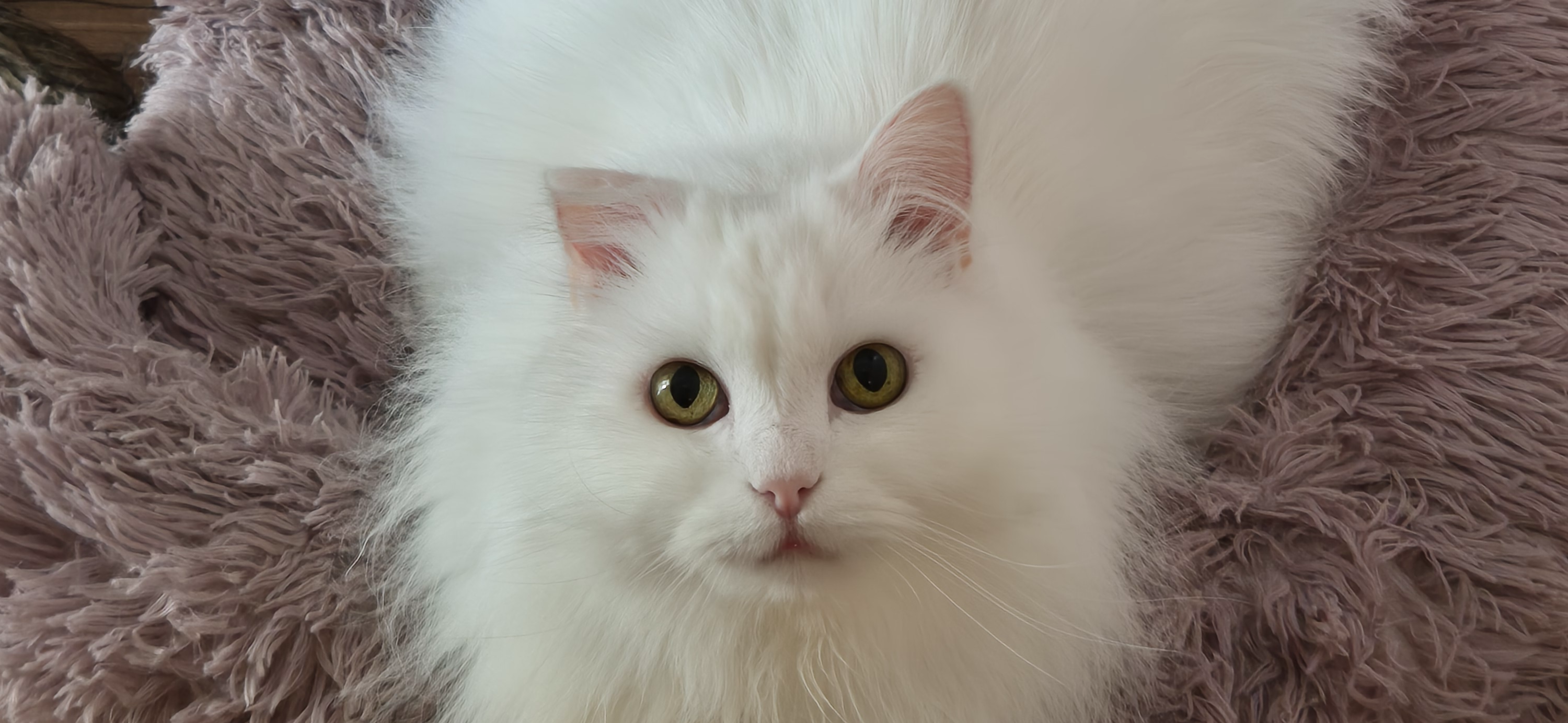 Фото питомца: кот Макс пытается все успеть