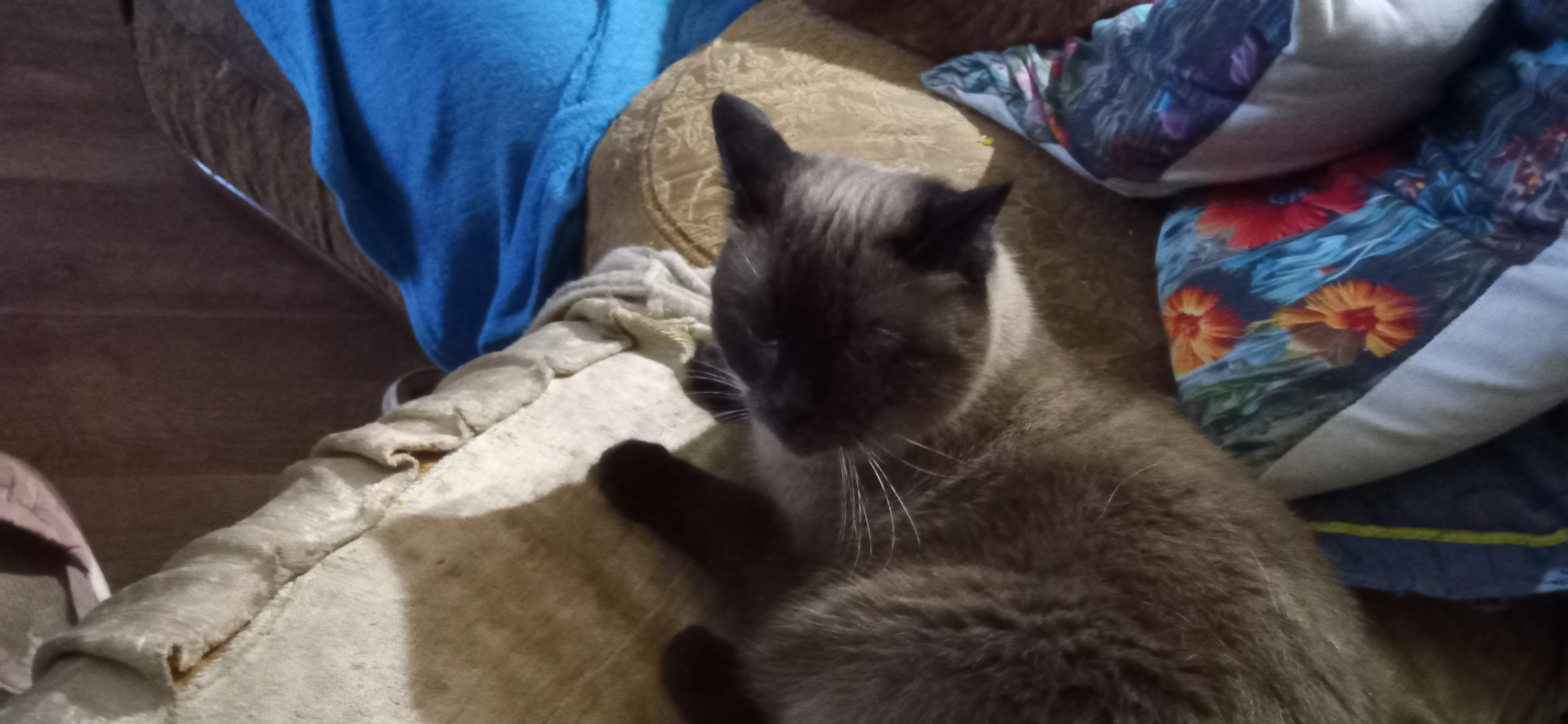 Фото питомца: кошка Малышка лежит на диване