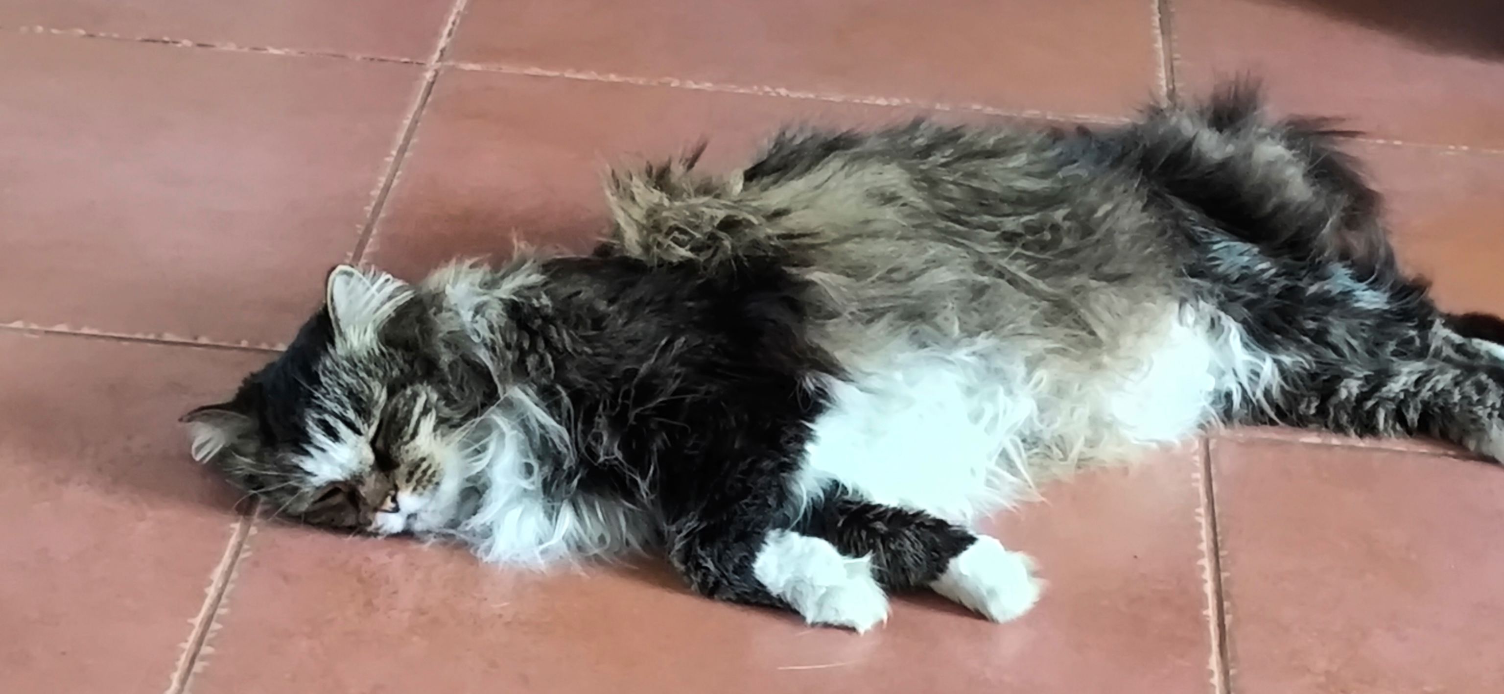 Фото питомца: кот Маня отдыхает