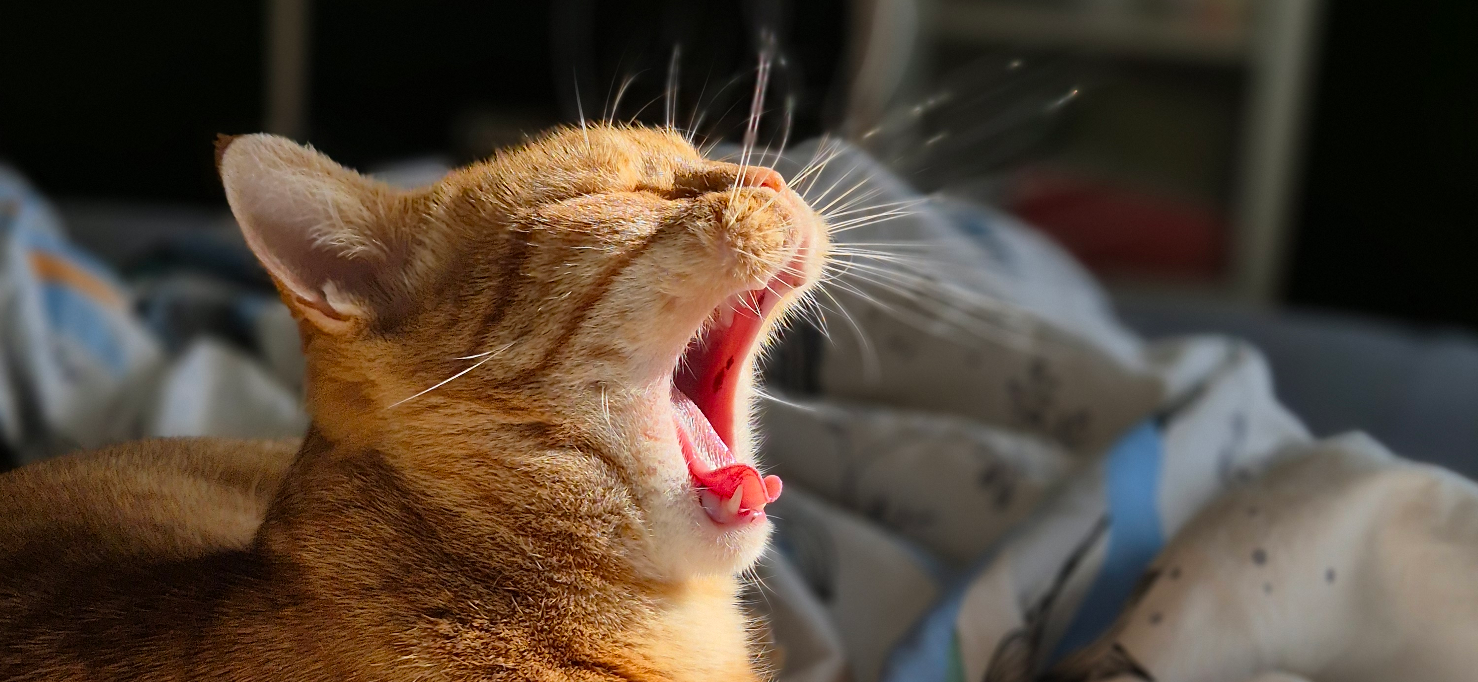 Фото питомца: кот Маня проснулся и желает всем доброго утра