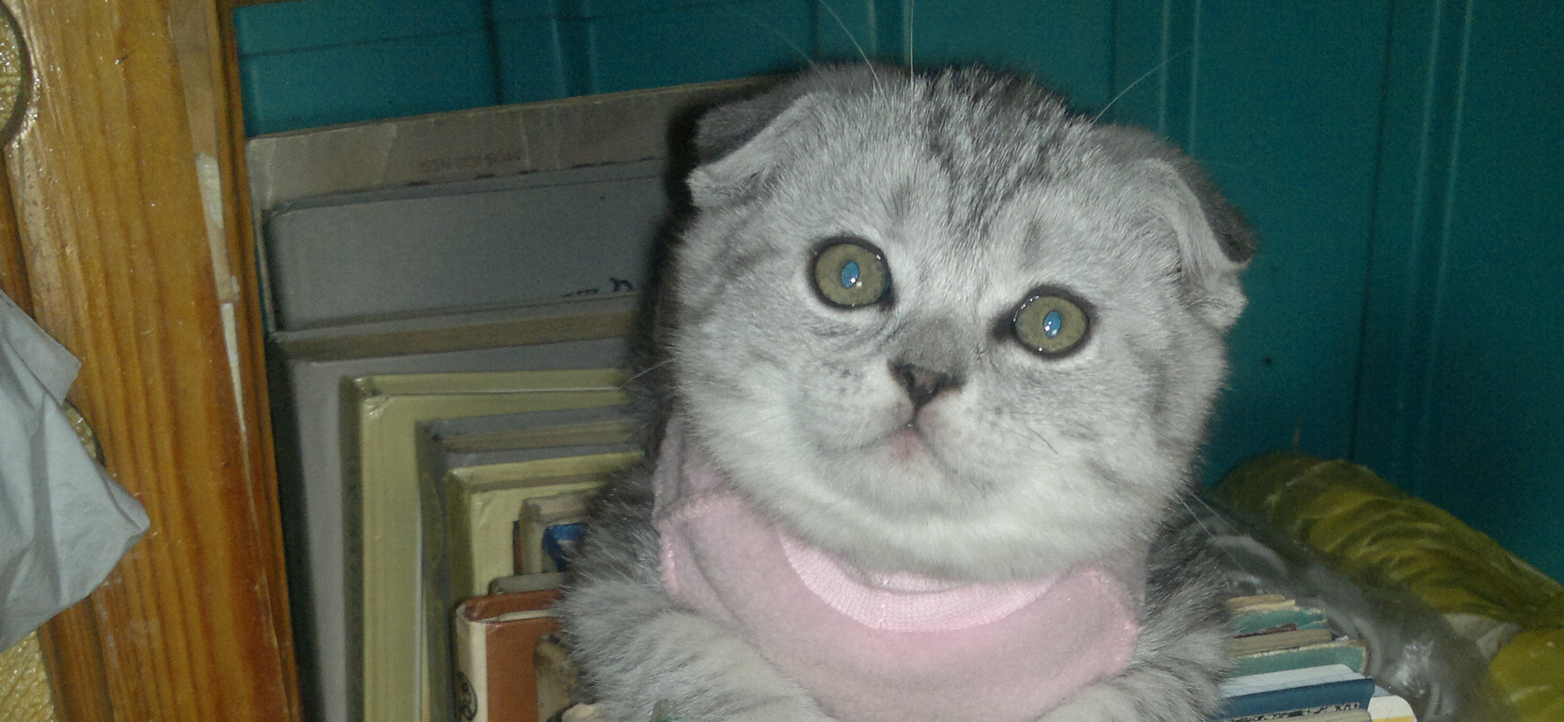 Я живу с кошкой Маняшей, которая ездит со мной на дачу