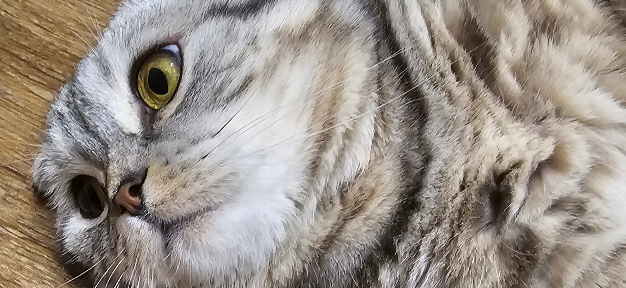 Фото питомца: кошка Марфа отдыхает