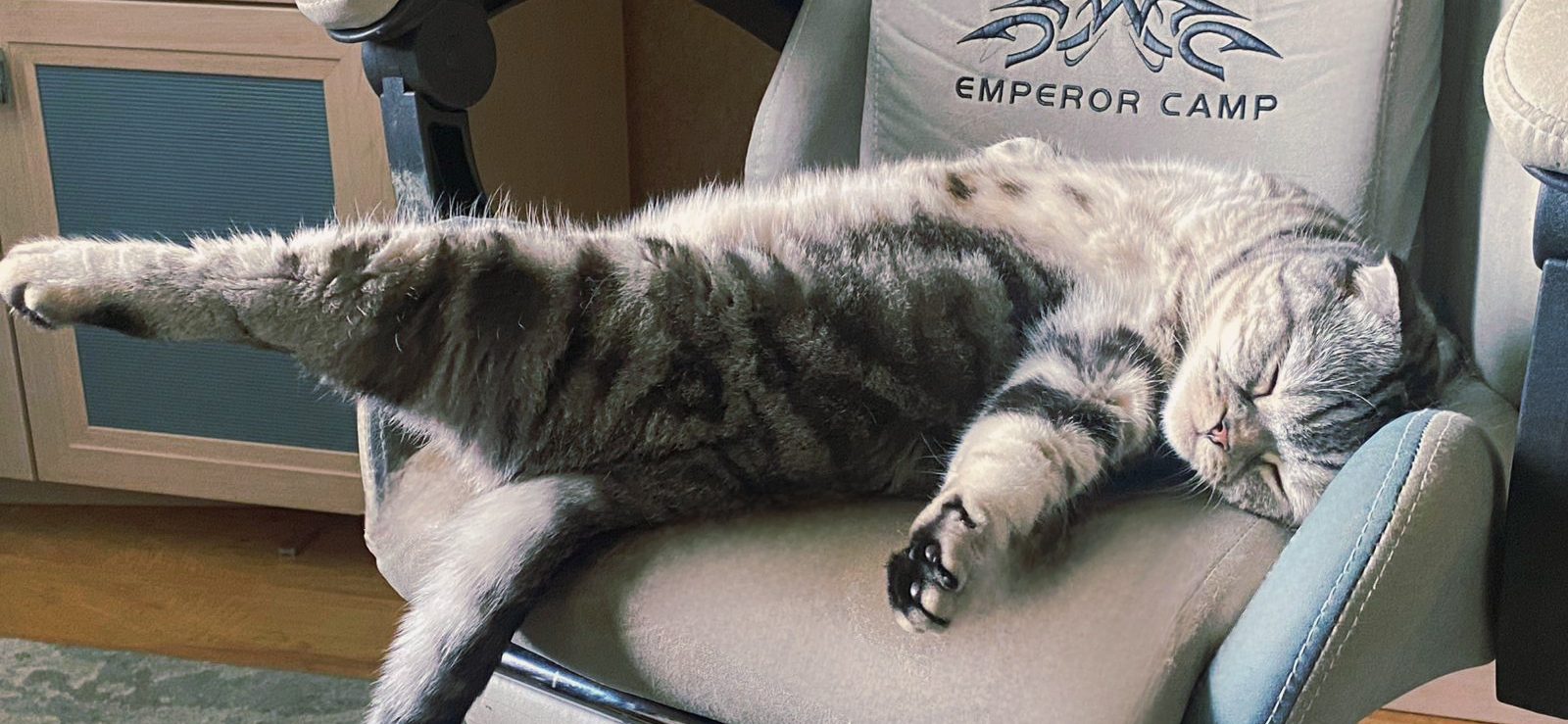 Фото питомца: кошка Марфа показывает грациозность балерины