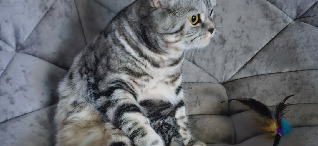 Фото питомца: кошка Марфа занимается йогой