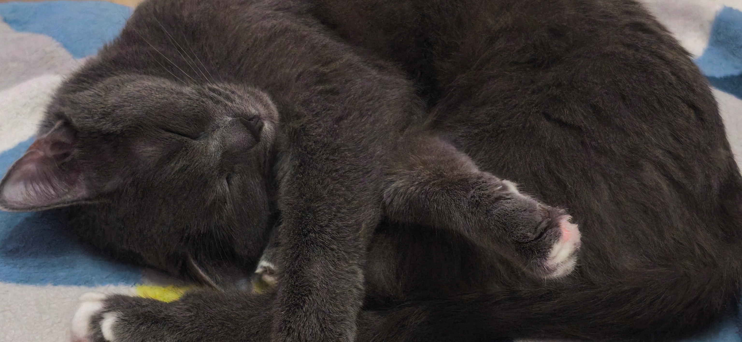 Фото питомца: кошка Маргоша занимается домашними делами