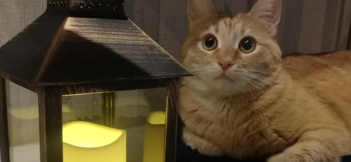 Фото питомца: кот Маркус мечтает