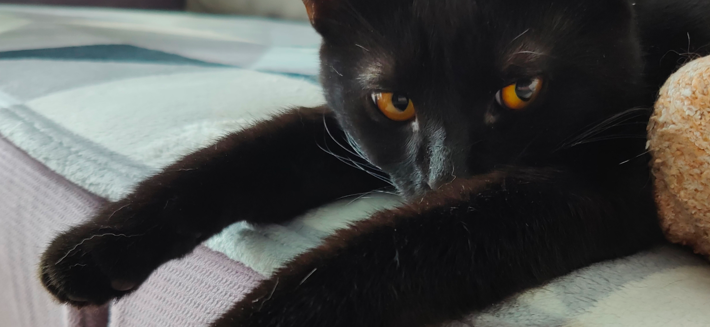 Фото питомца: кот Марс хвастается длинными черными лапами