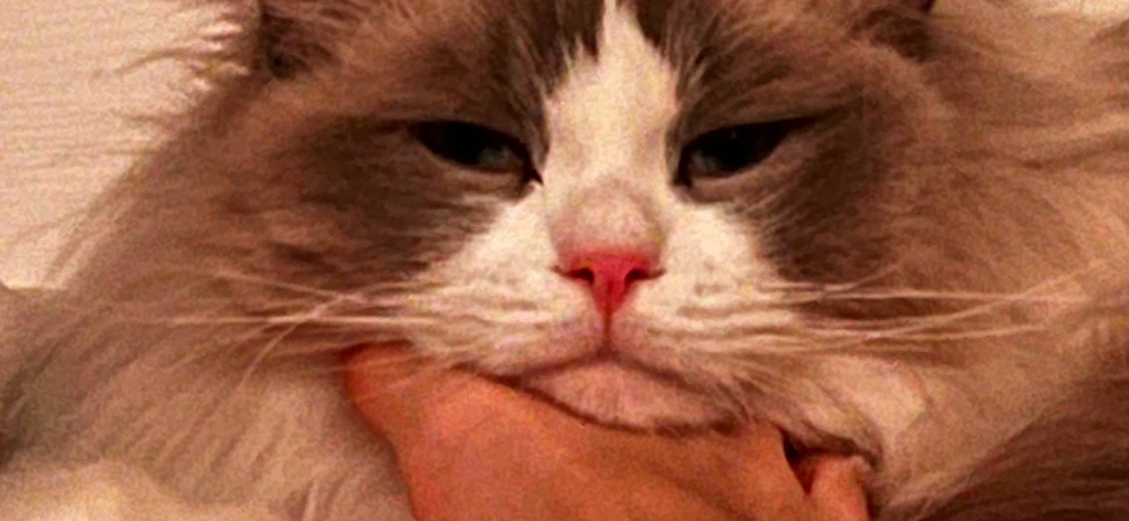 Фото питомца: кот Марсик лежит на стопе хозяйки