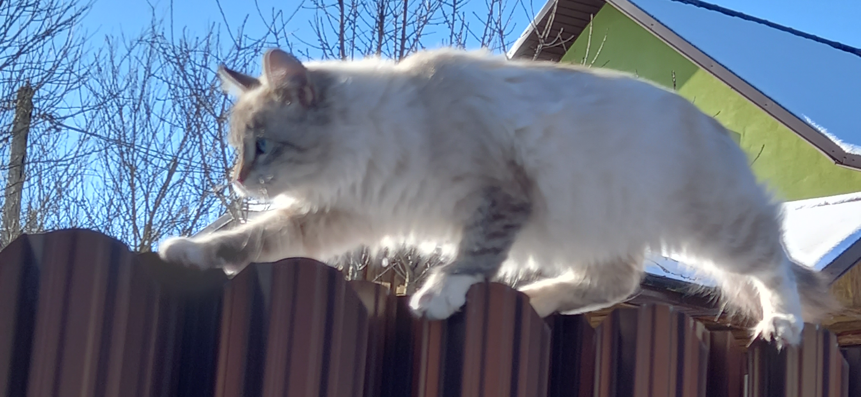 Фото питомца: кошка Марта идет к заветной цели