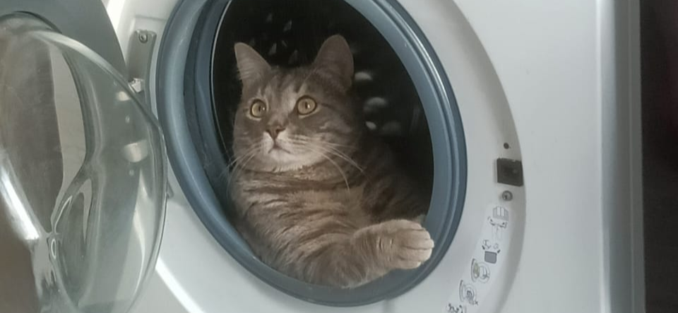 Фото питомца: кот Марти отдыхает в стиральной машинке