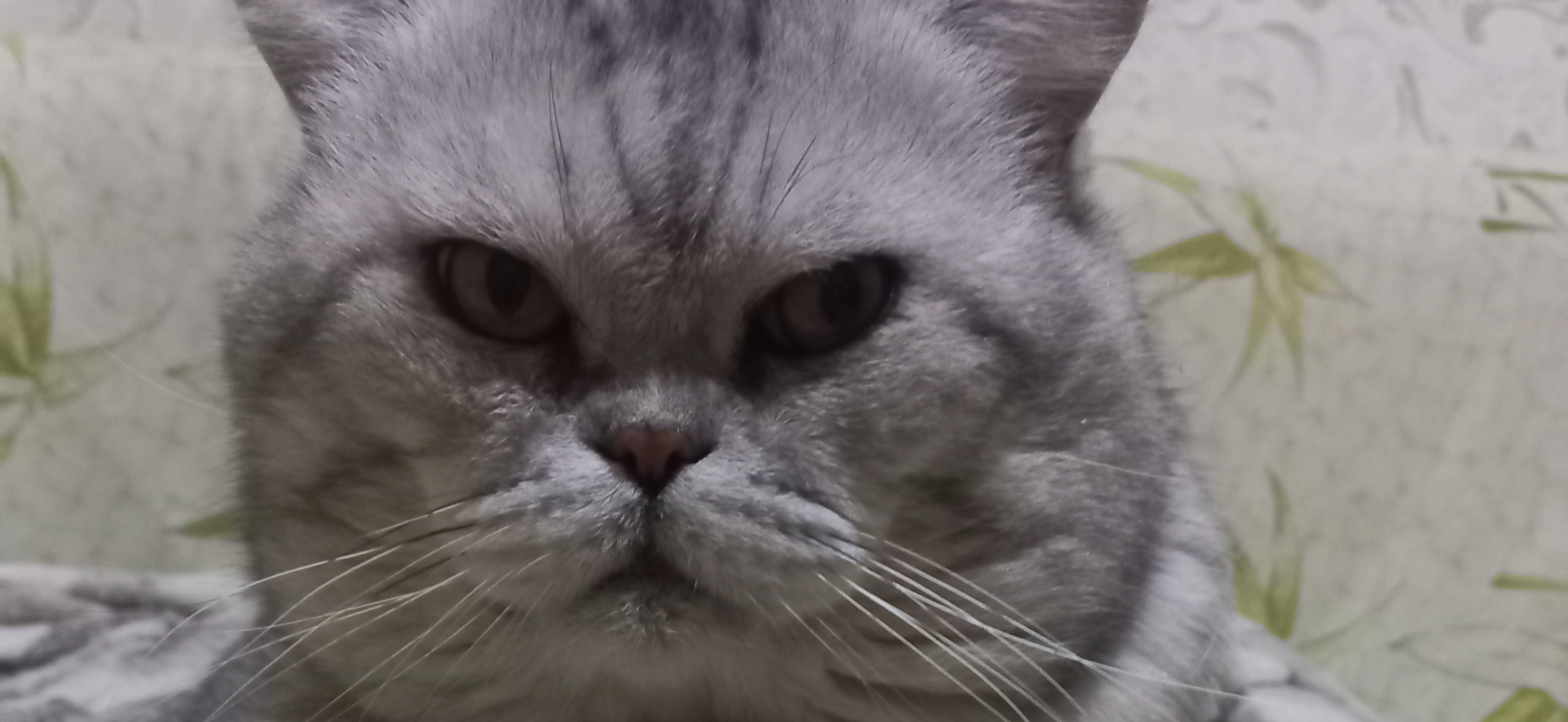 Фото питомца: кот Мартин изображает важную персону