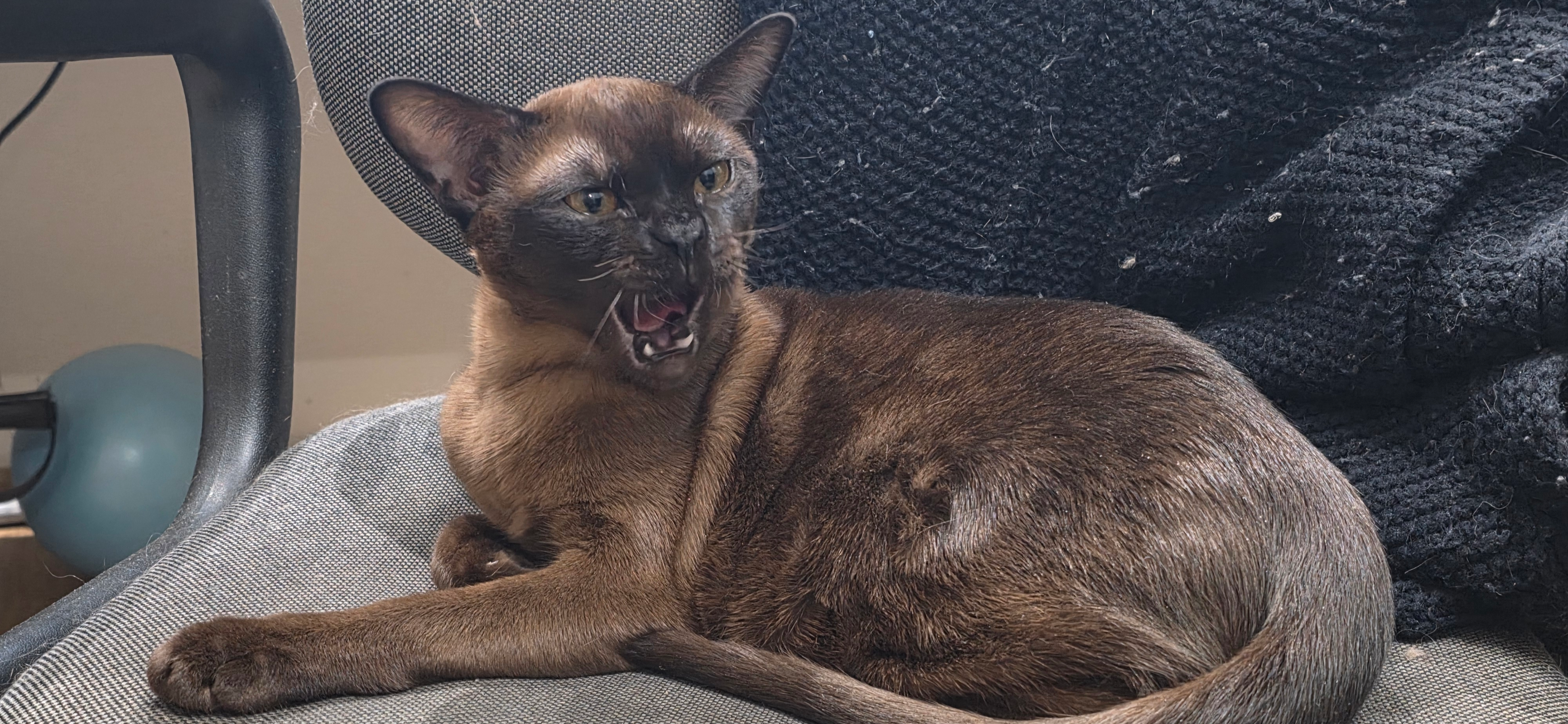 Фото питомца: кот Мартин на страже стула