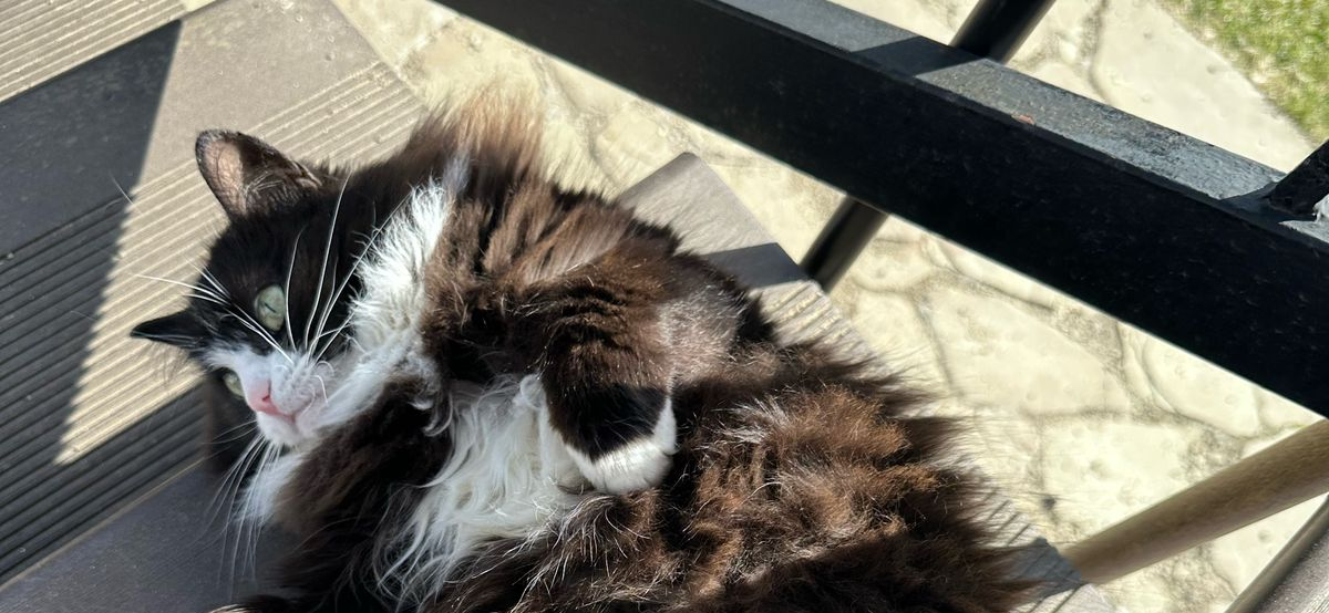 Фото питомца: кошка Маруся наслаждается деревенской жизнью