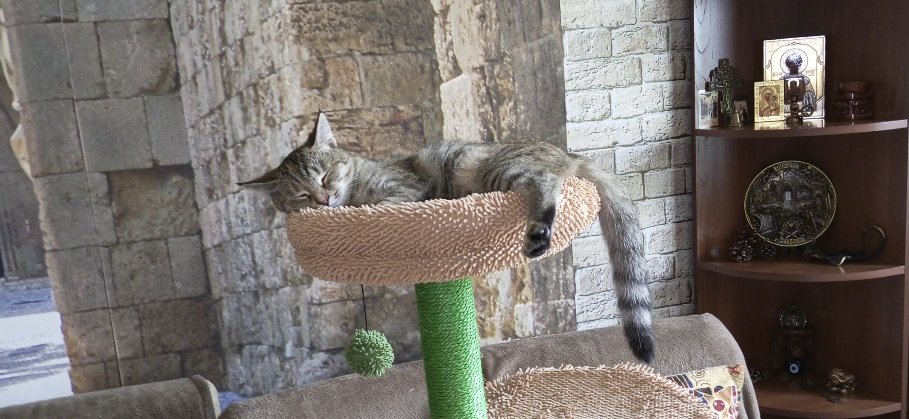 Фото питомца: кошка Маруся отдыхает после сбора игрового комплекса