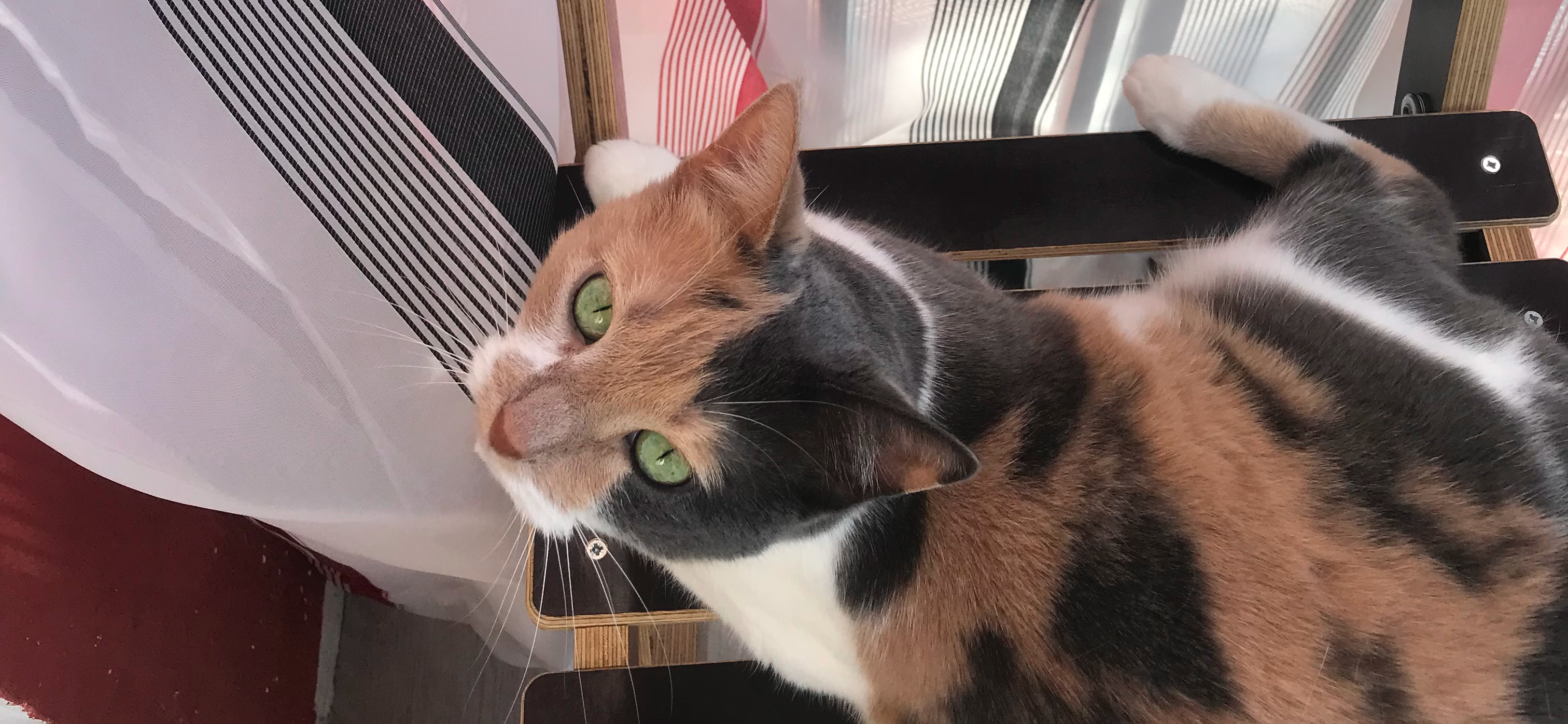 Фото питомца: кошка Маруся живет свою лучшую жизнь