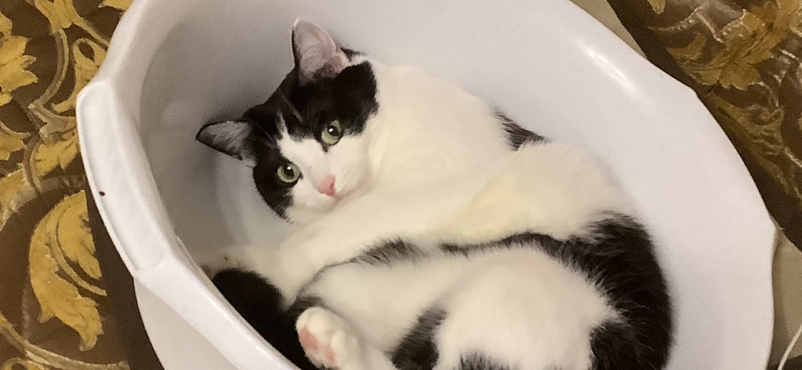 Фото питомца: кошка Маруся отдыхает в тазике