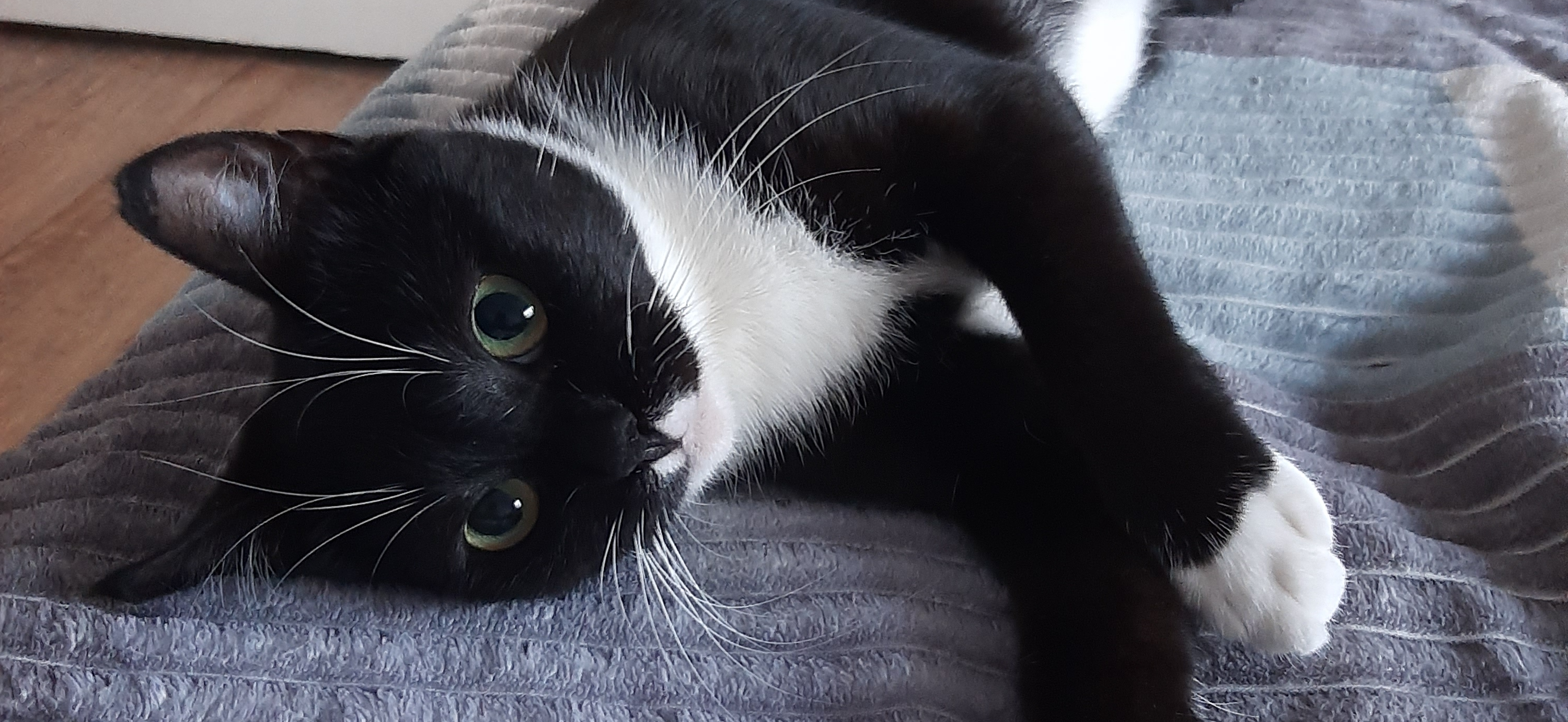 Я забрала с улицы кошку Машу, которую выгнали из квартиры после смерти хозяйки