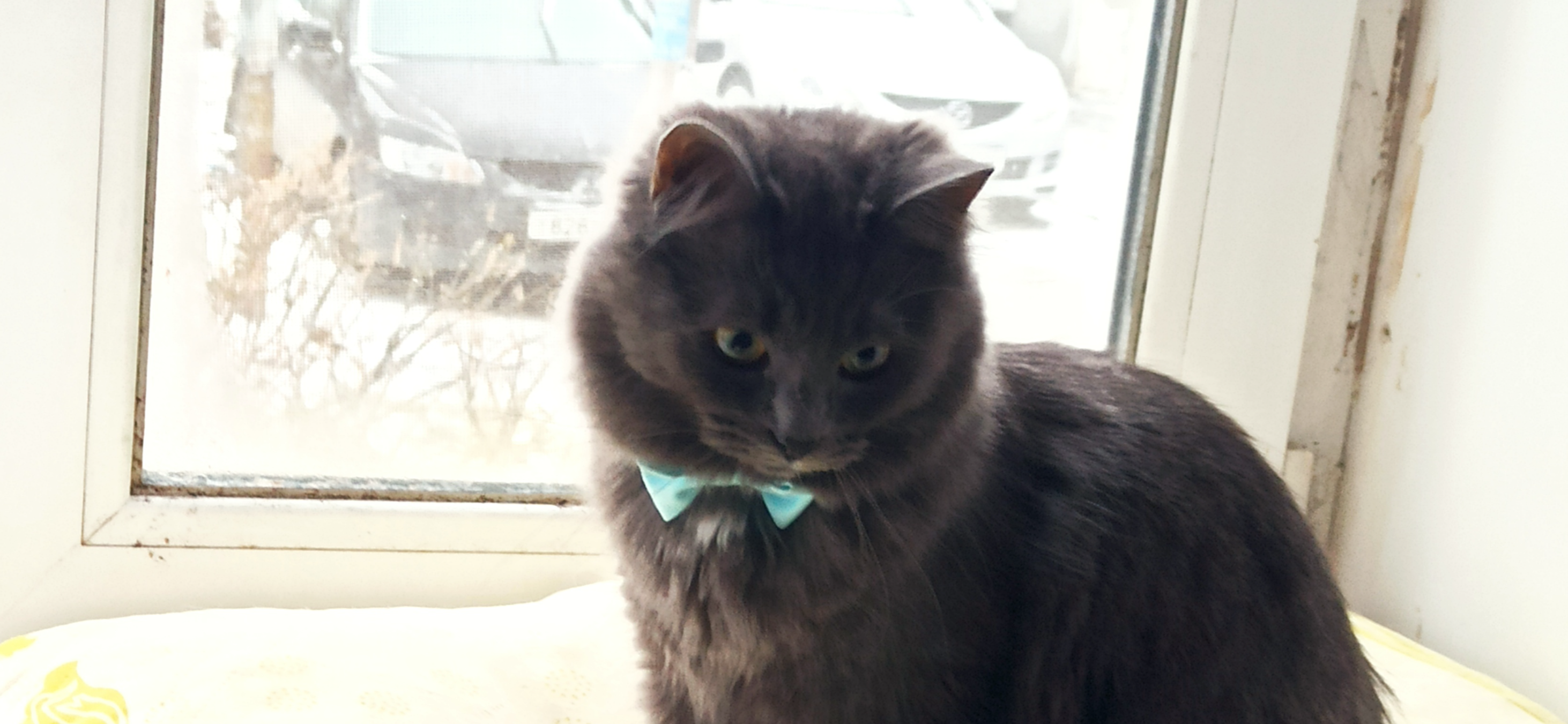 Фото питомца: кошка Машенька принарядилась по случаю дня рождения