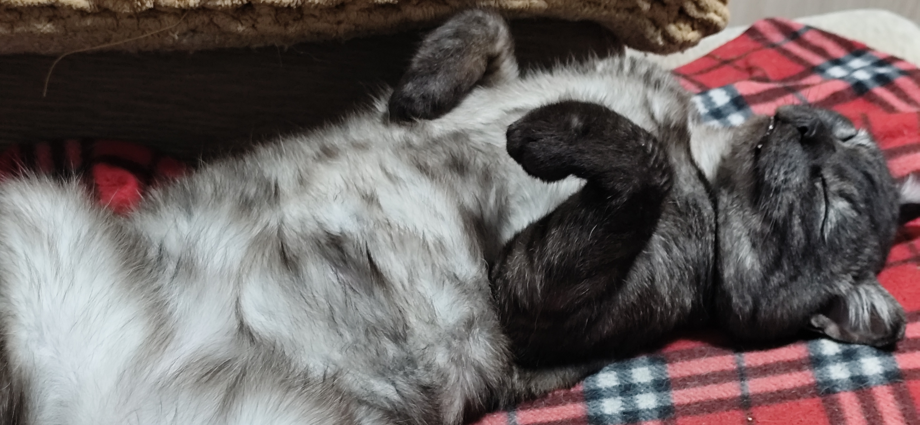 Фото питомца: кот Машуля отдыхает