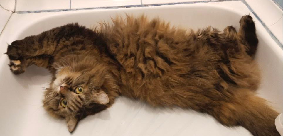 Фото питомца: кошка Мася наслаждается жизнью