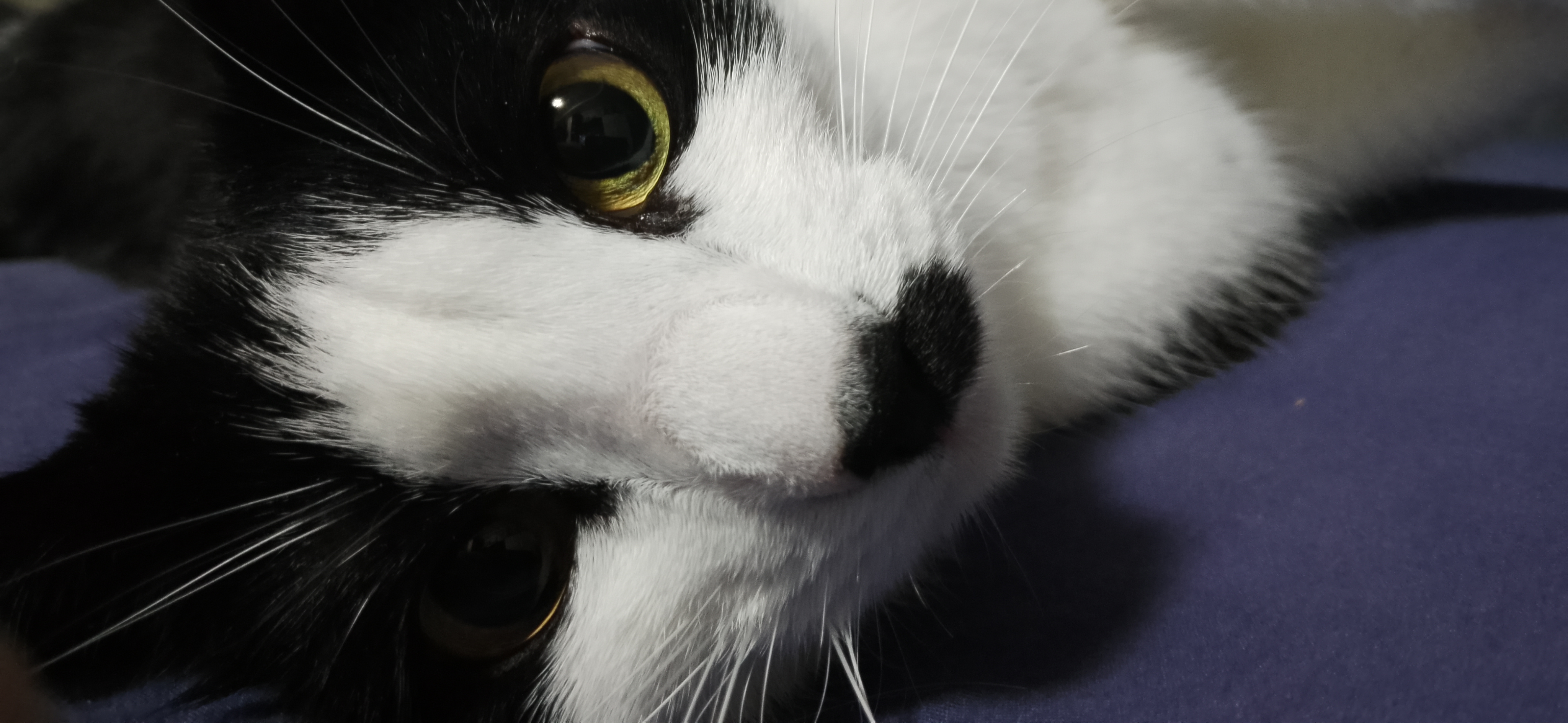 Фото питомца: кошка Мася позирует