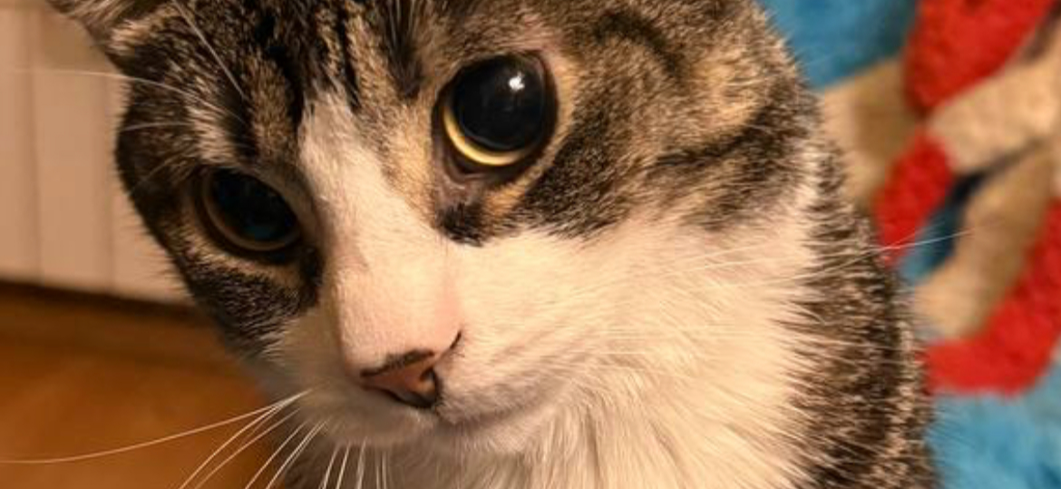 Фото питомца: кот Масяндр живет свою лучшую жизнь