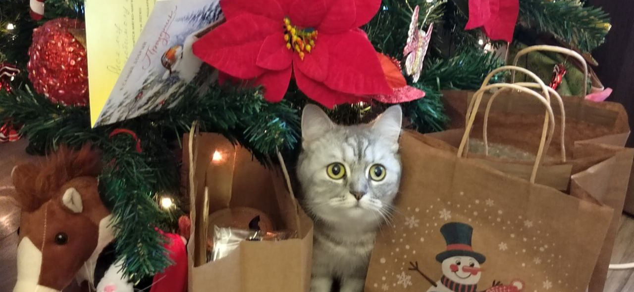 Фото питомца: кошка Масюня проверяет качество подарков
