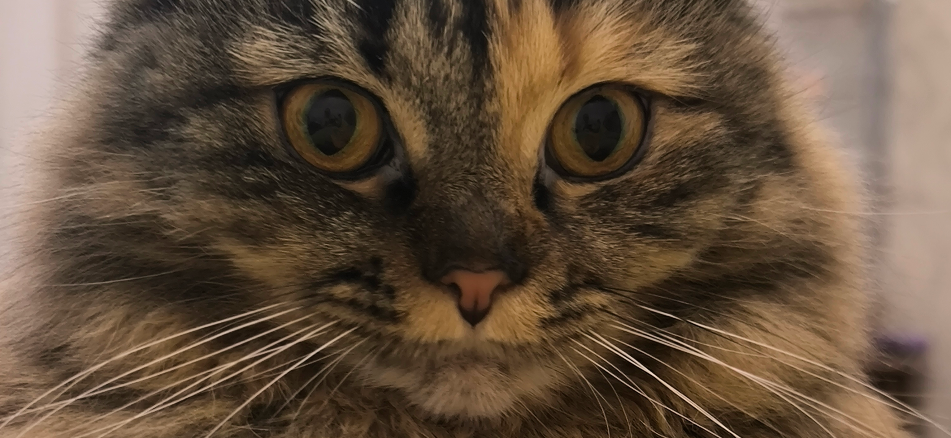 Фото питомца: кошка Матильда играет