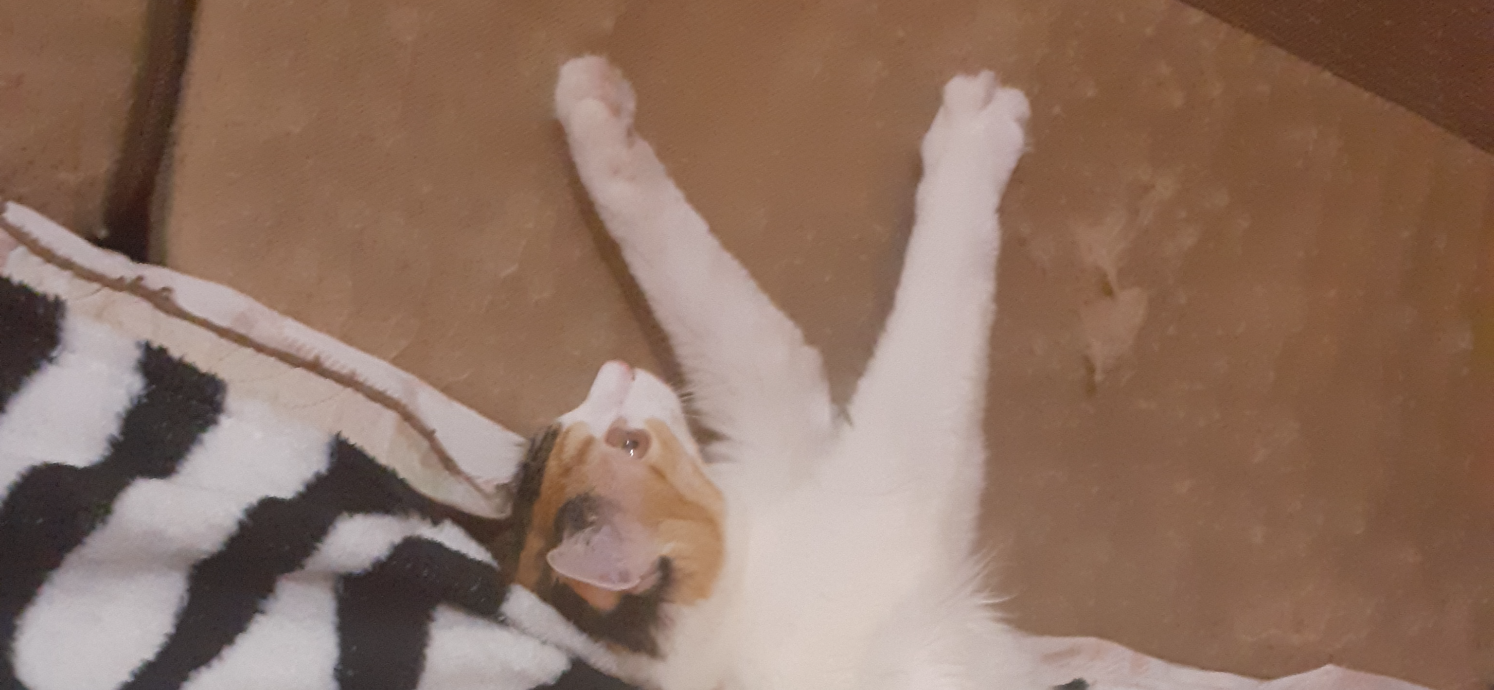 Фото питомца: кошка Мэриса наслаждается жизнью