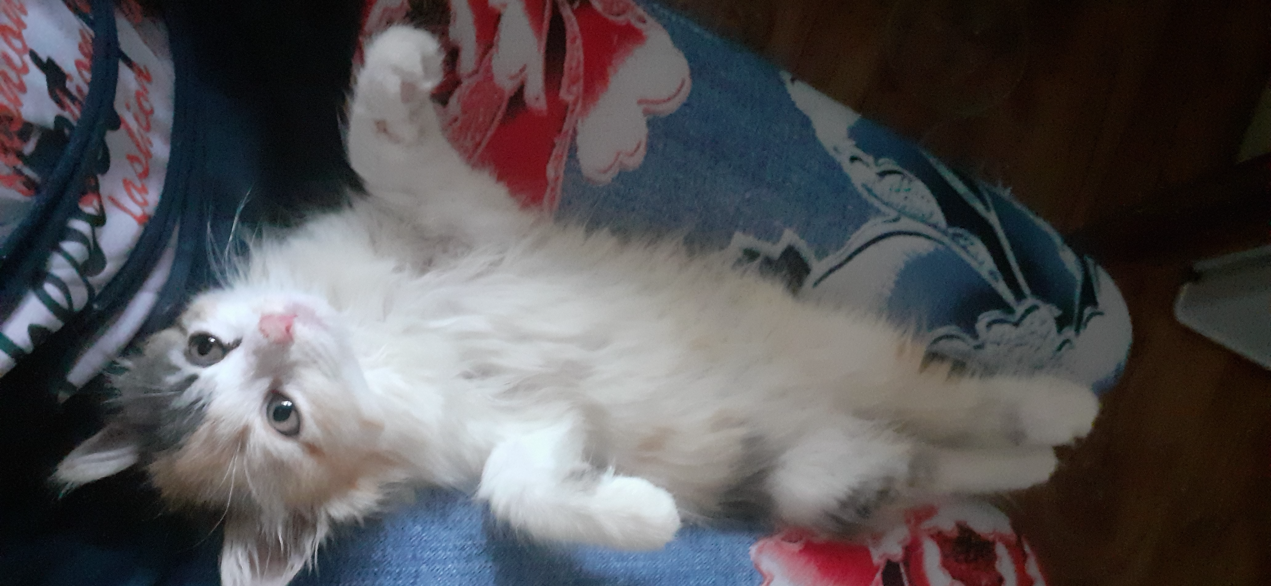 Фото питомца: кошка Мэриса позирует