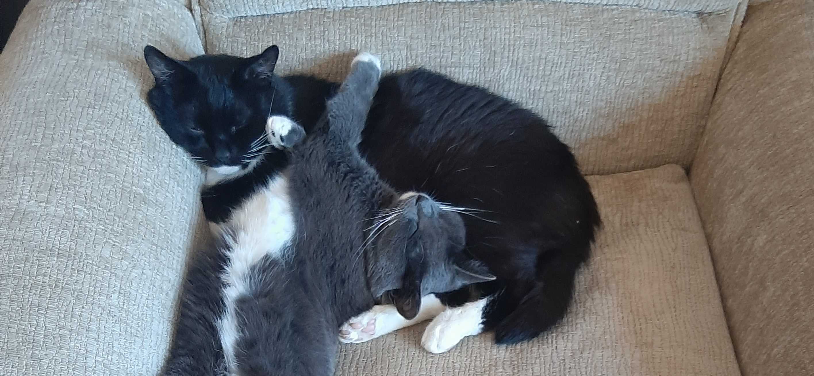 Фото питомцев: кошка Ми Ми и кот Семен демонстрируют настоящую любовь