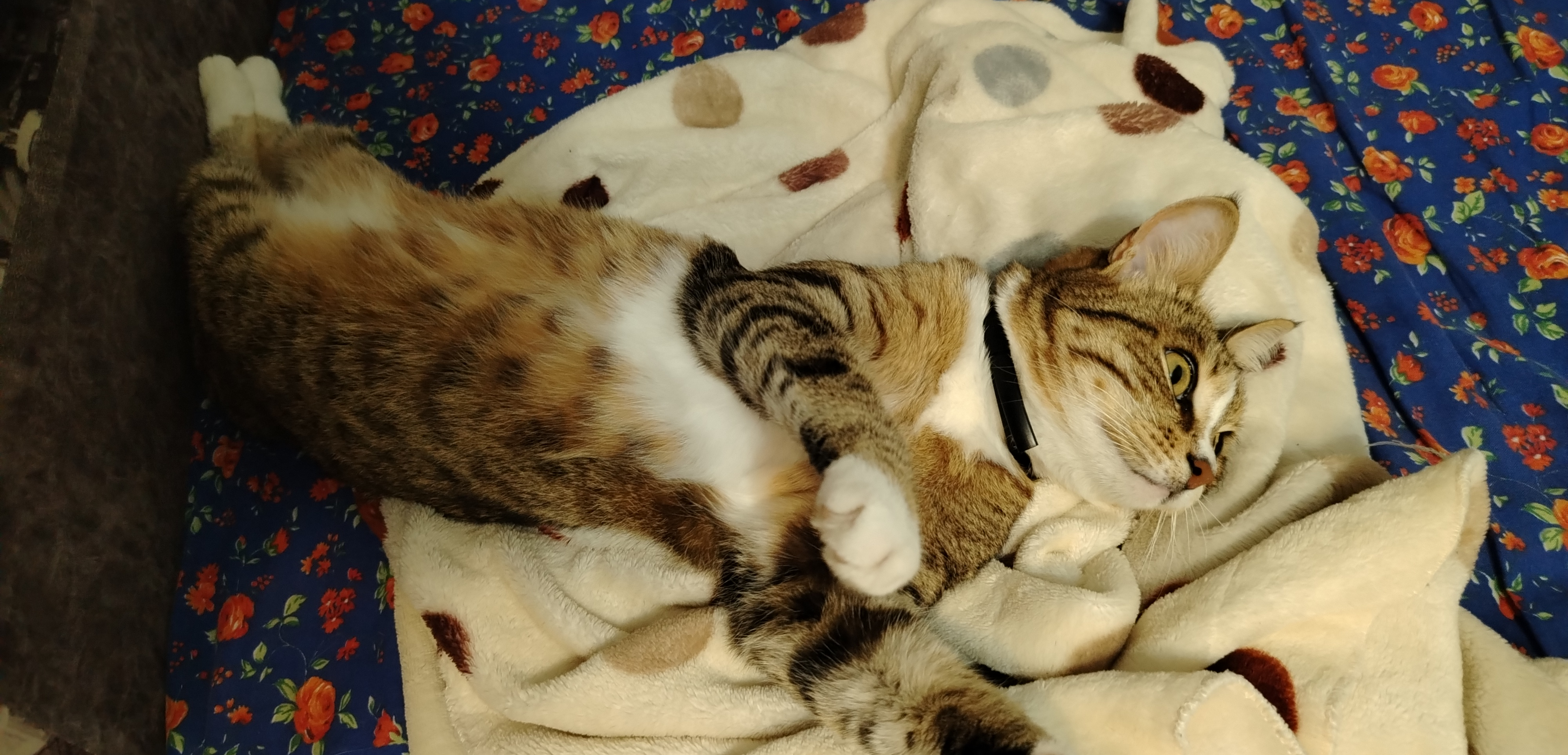 Фото питомца: кошка Мята позирует