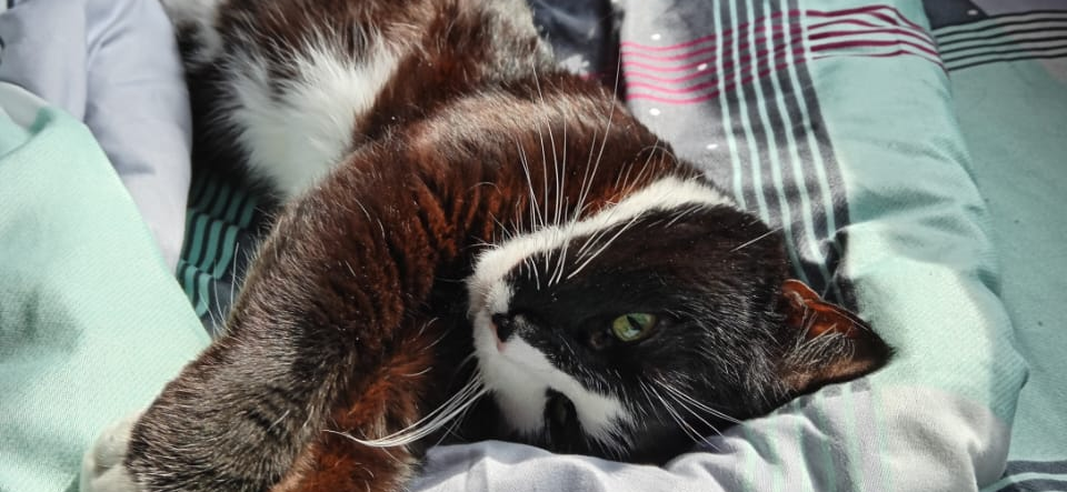 Фото питомца: кот Микентий смотрит сны