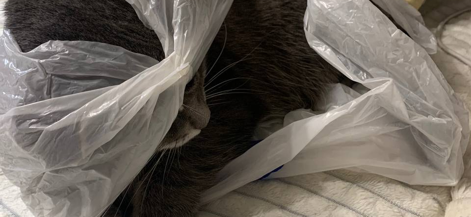 Фото питомца: кошка Миля освоила новую технологию маскировки в пакете