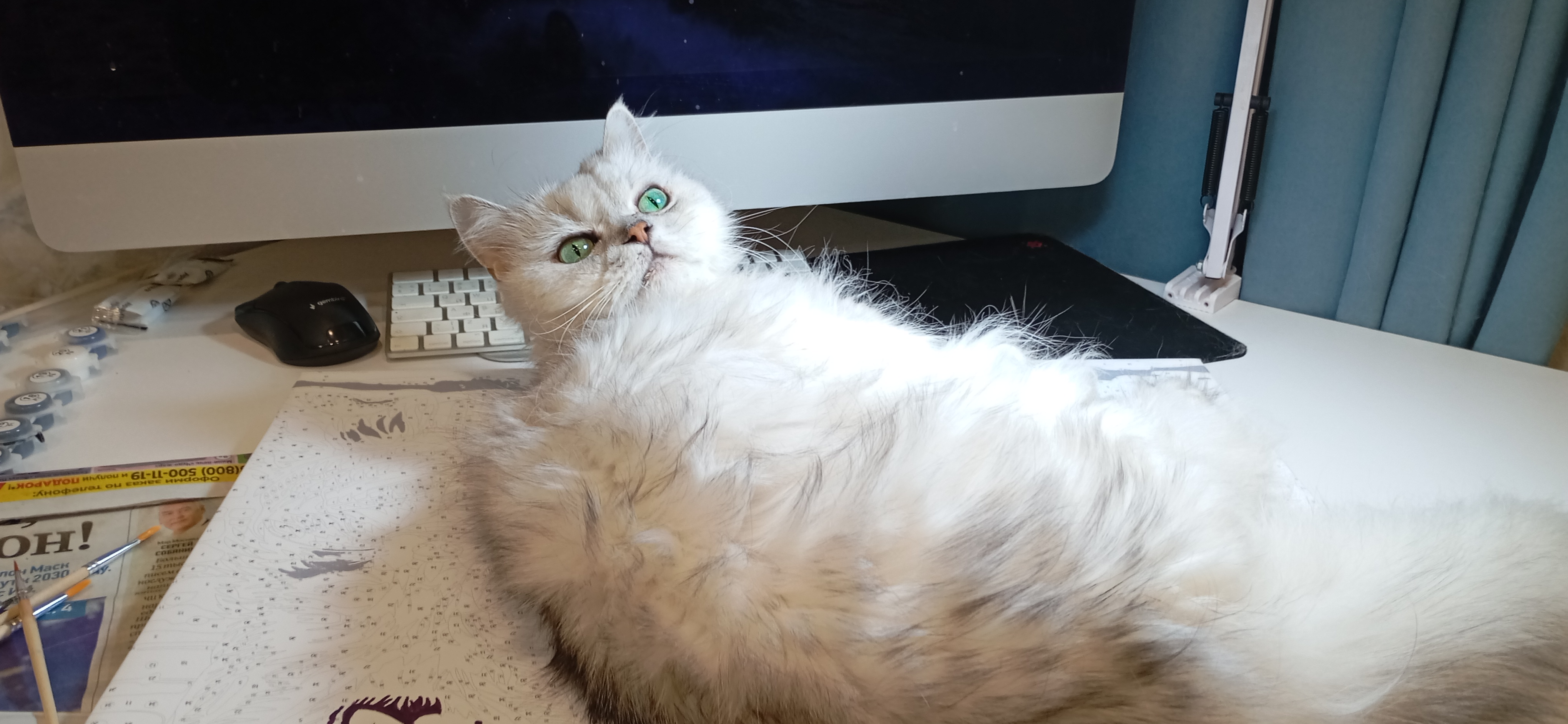 Фото питомца: кошка Милка мешает искусству