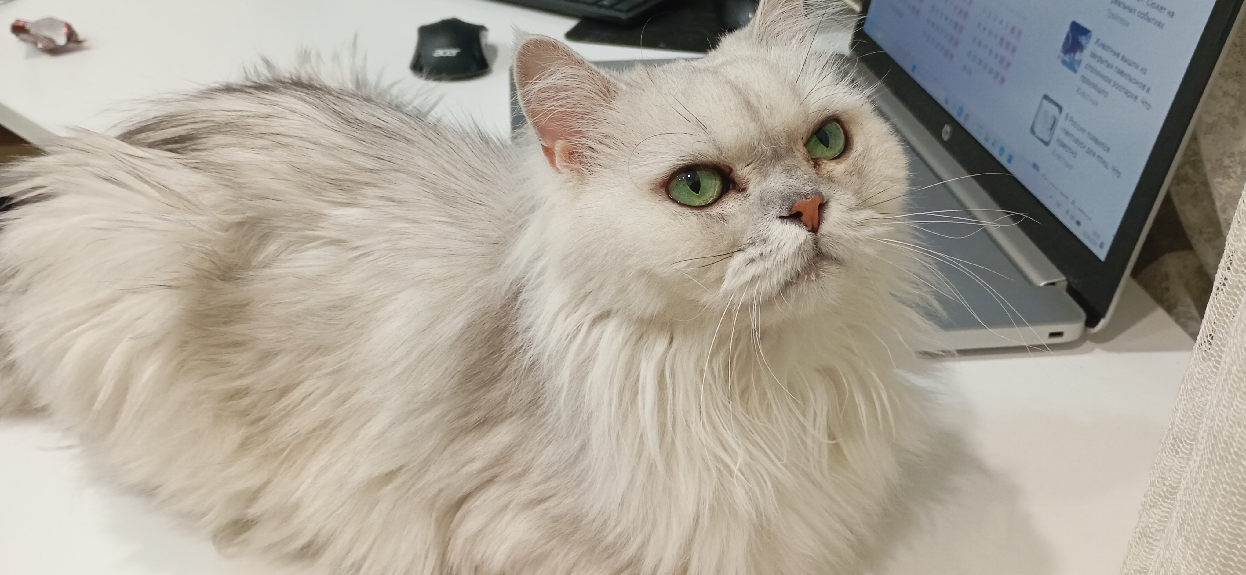 Фото питомца: кошка Милка ведет дневник трат